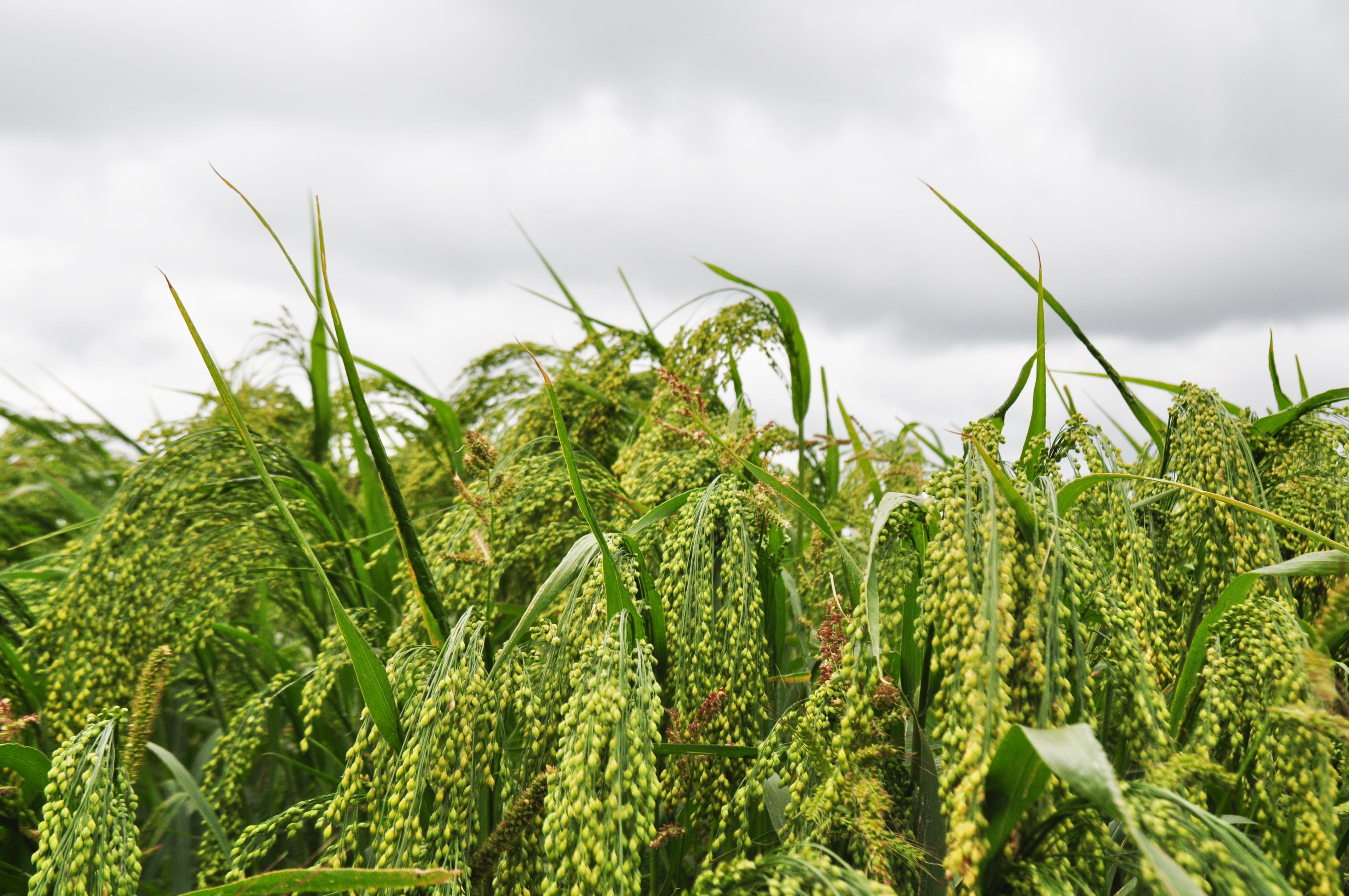 200 PROSO MILLET White Common Panicum Miliaceum Ornamental Grass Vegetable Seeds