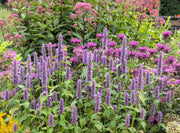 500 PURPLE ANISE HYSSOP (Licorice Mint / Blue Giant) Agastache Foeniculum Herb Flower Seeds