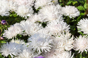 30 WHITE NEEDLE ASTER Callistephus Chinensis Unicom Flower Seeds