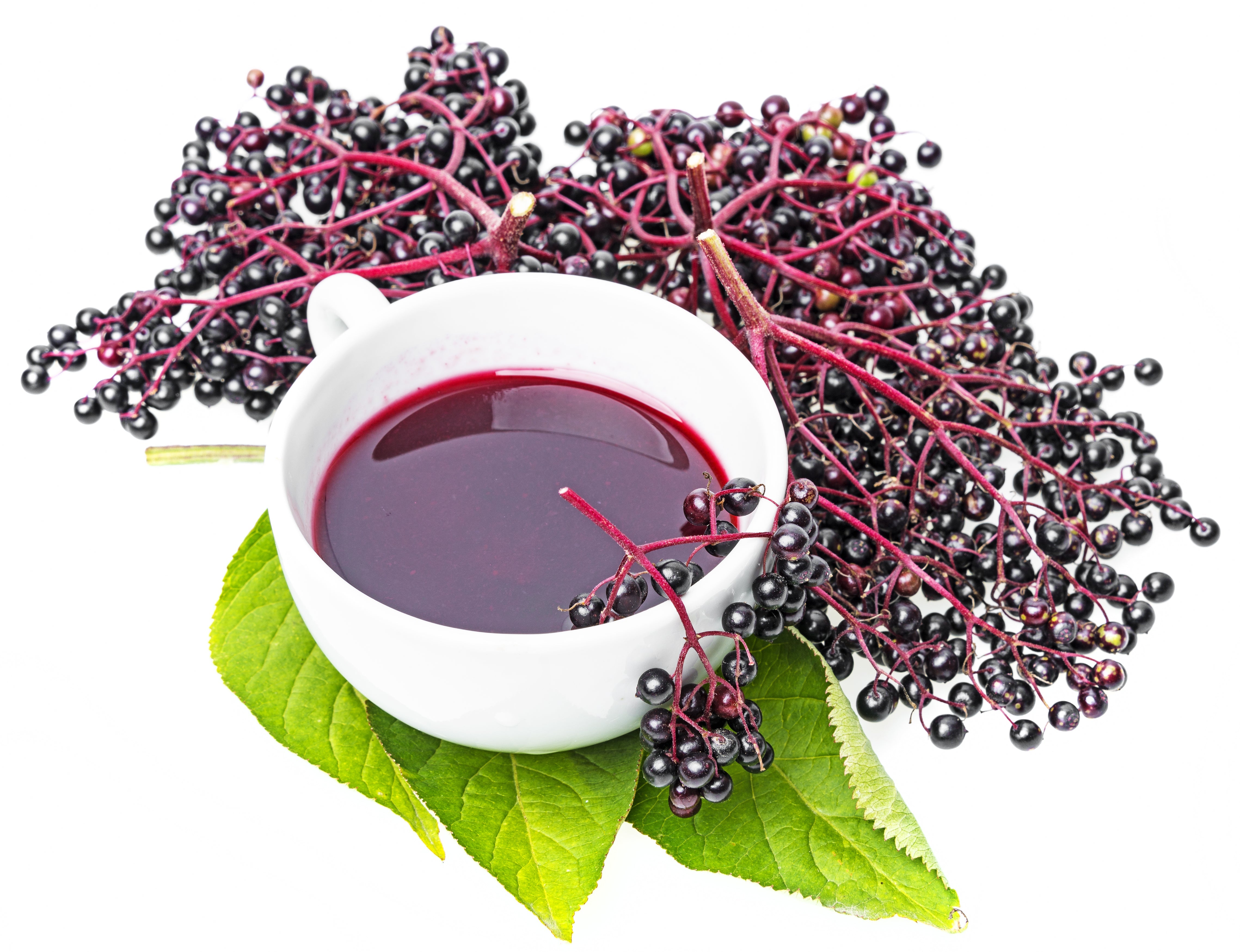 500 BULK American ELDERBERRY Fruit Bush Shrub Tree Sambucus Nigra Canadensis Seeds
