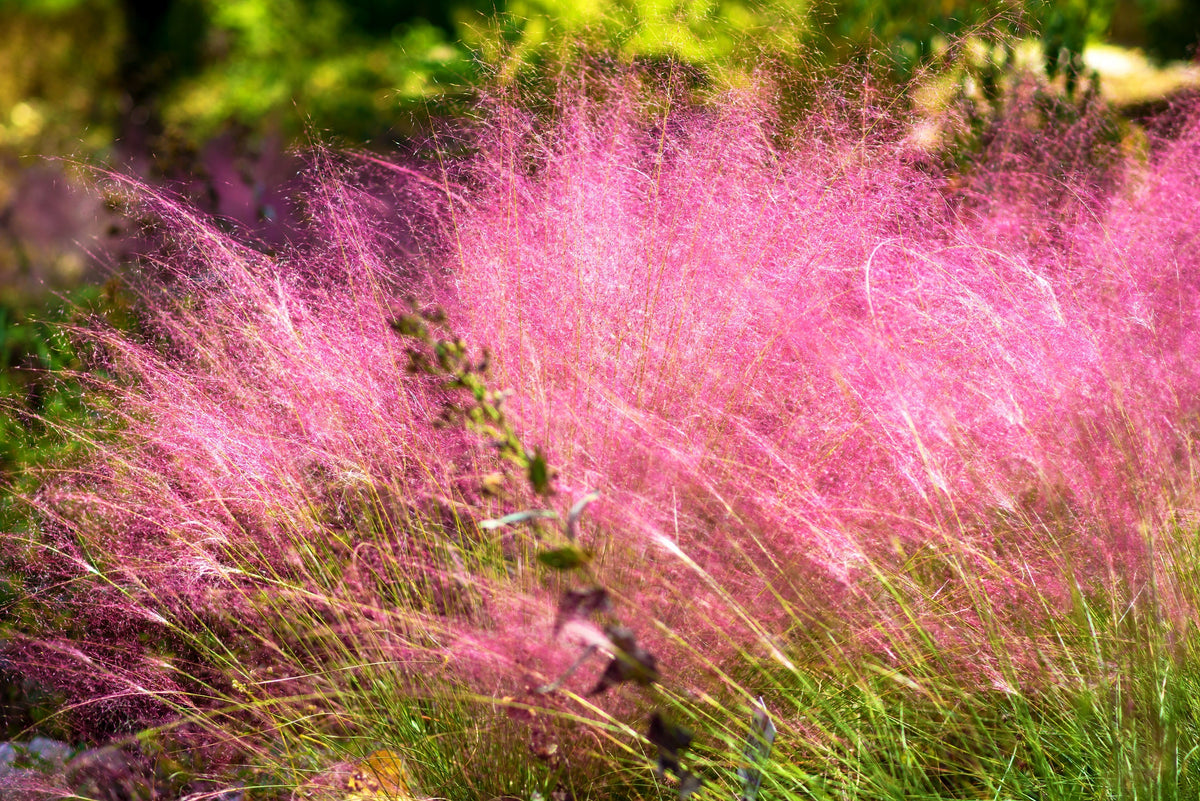 40 PINK MUHLY GRASS Cotton Candy Grass Muhlenbergia Capillaris Native Seeds