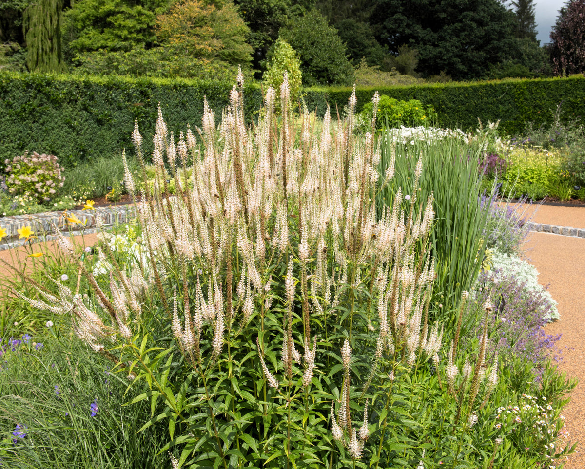 1000 CULVERS ROOT (Black Root) Veronicastrum Virginicum Flower Seeds