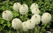 100 BEAR GRASS aka Bear LILY Beargrass Ornamental Xerophyllum Tenax Flower Seeds