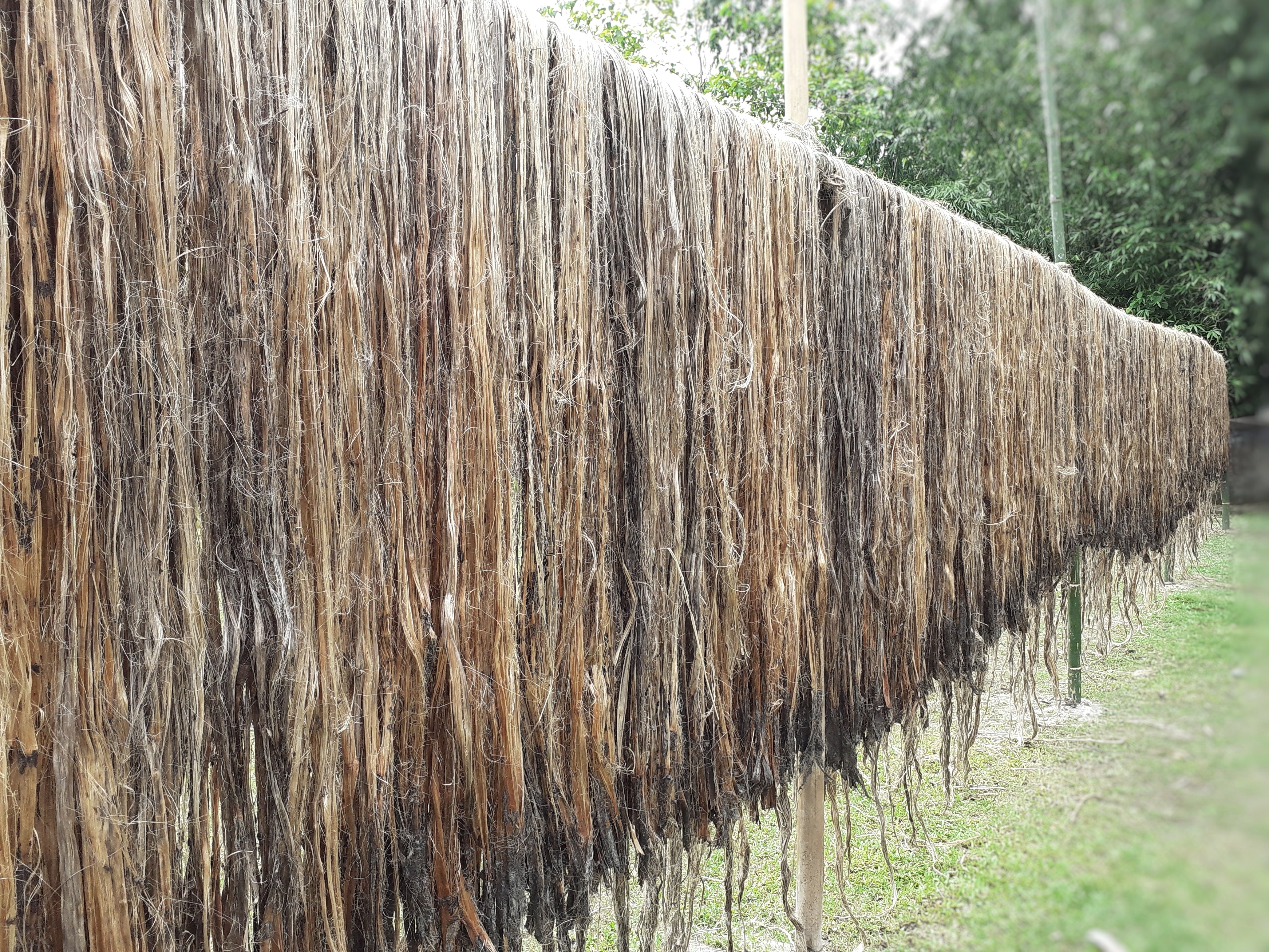 100 TOSSA JUTE Mallow Corchorus Olitorius African Sorrel Bush Okra Twine Vegetable Seeds