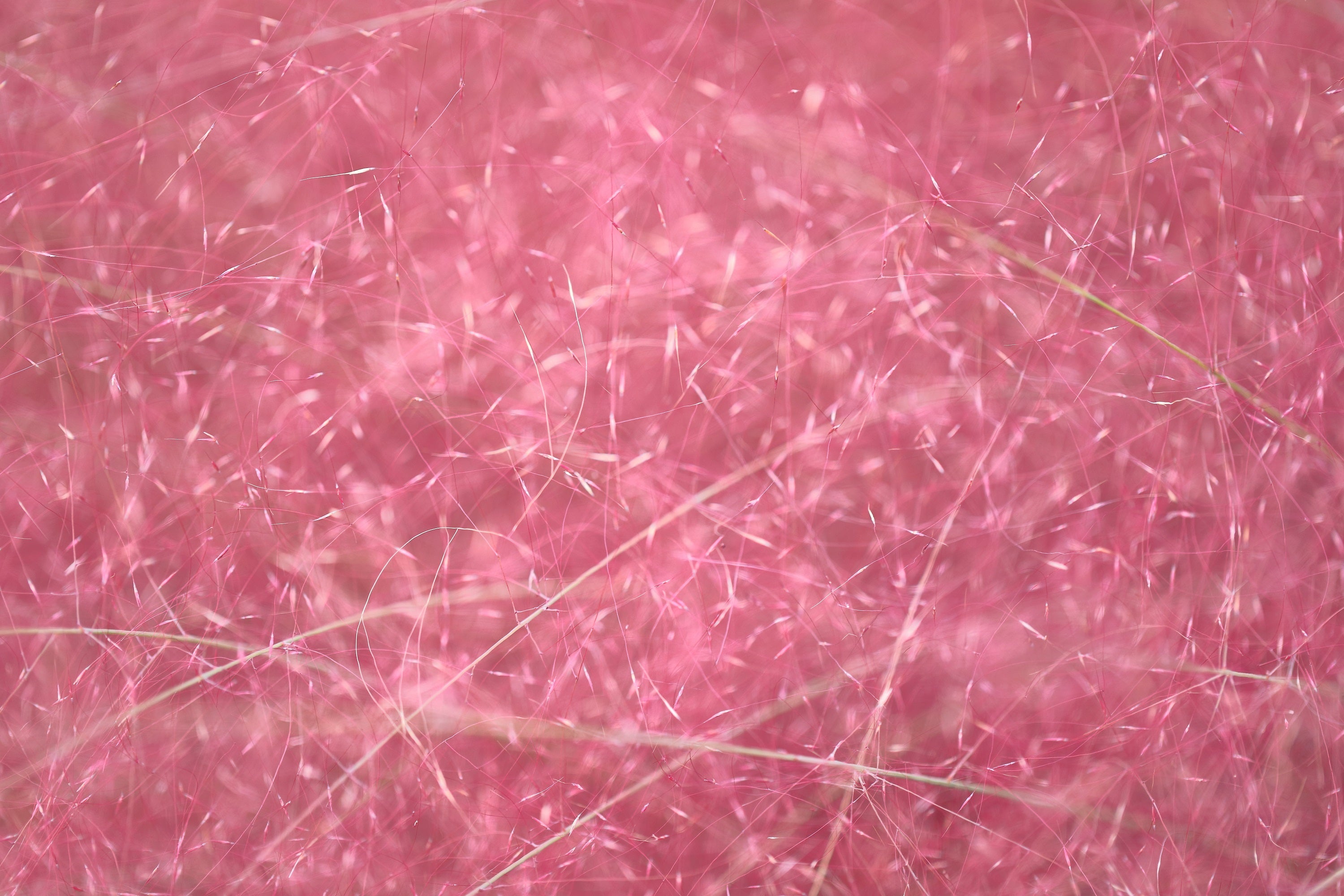40 PINK MUHLY GRASS Cotton Candy Grass Muhlenbergia Capillaris Native Seeds