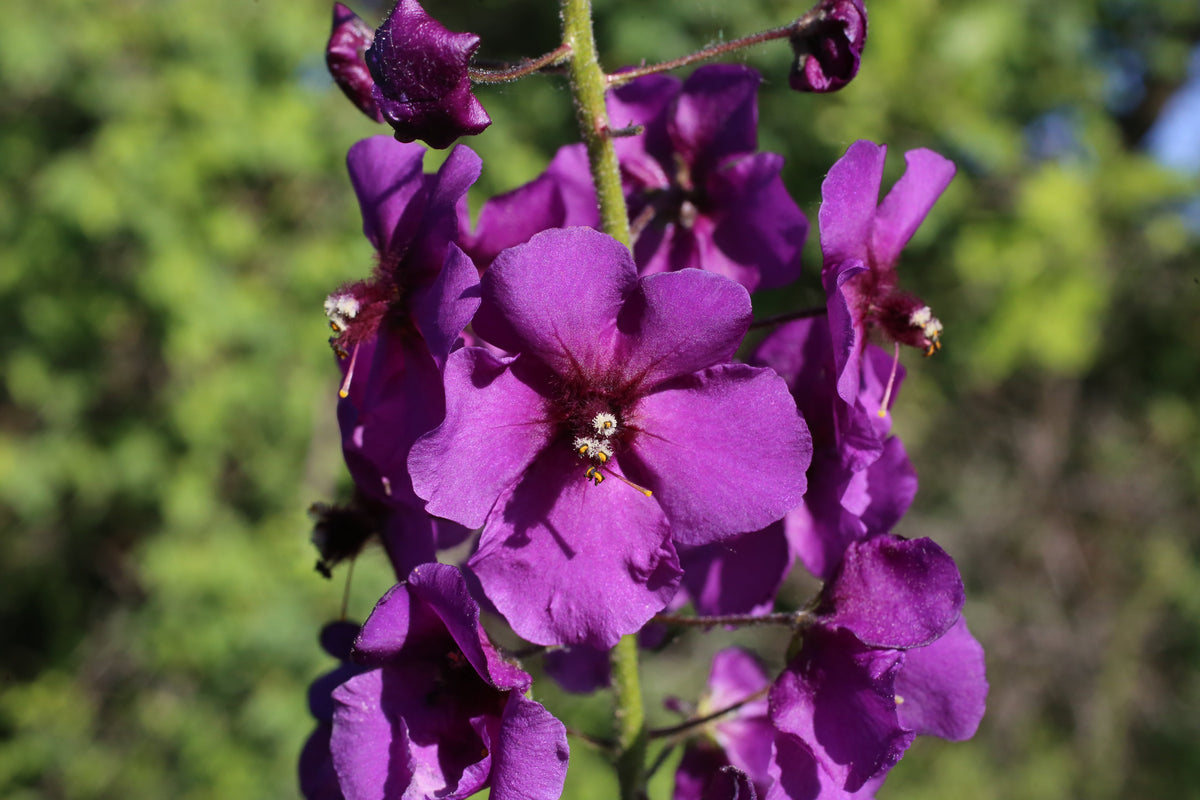 50 VIOLETTA VERBASCUM Phoeniceum Purple Mullein Nectar Flower Seeds