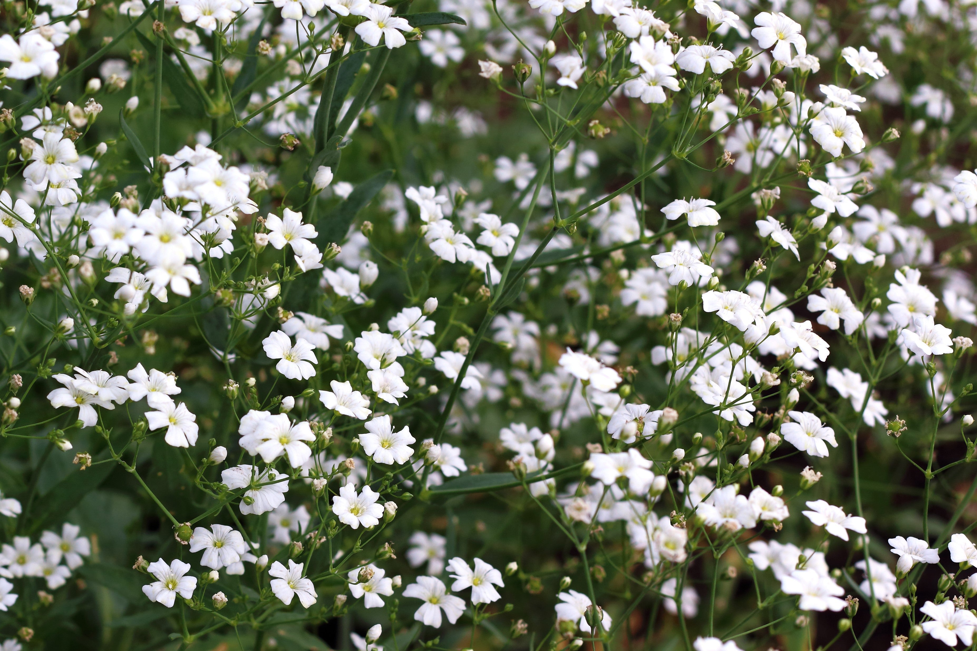 1000 White BABY'S BREATH 'Covent Garden' Gypsophila Elegans Flower Seeds