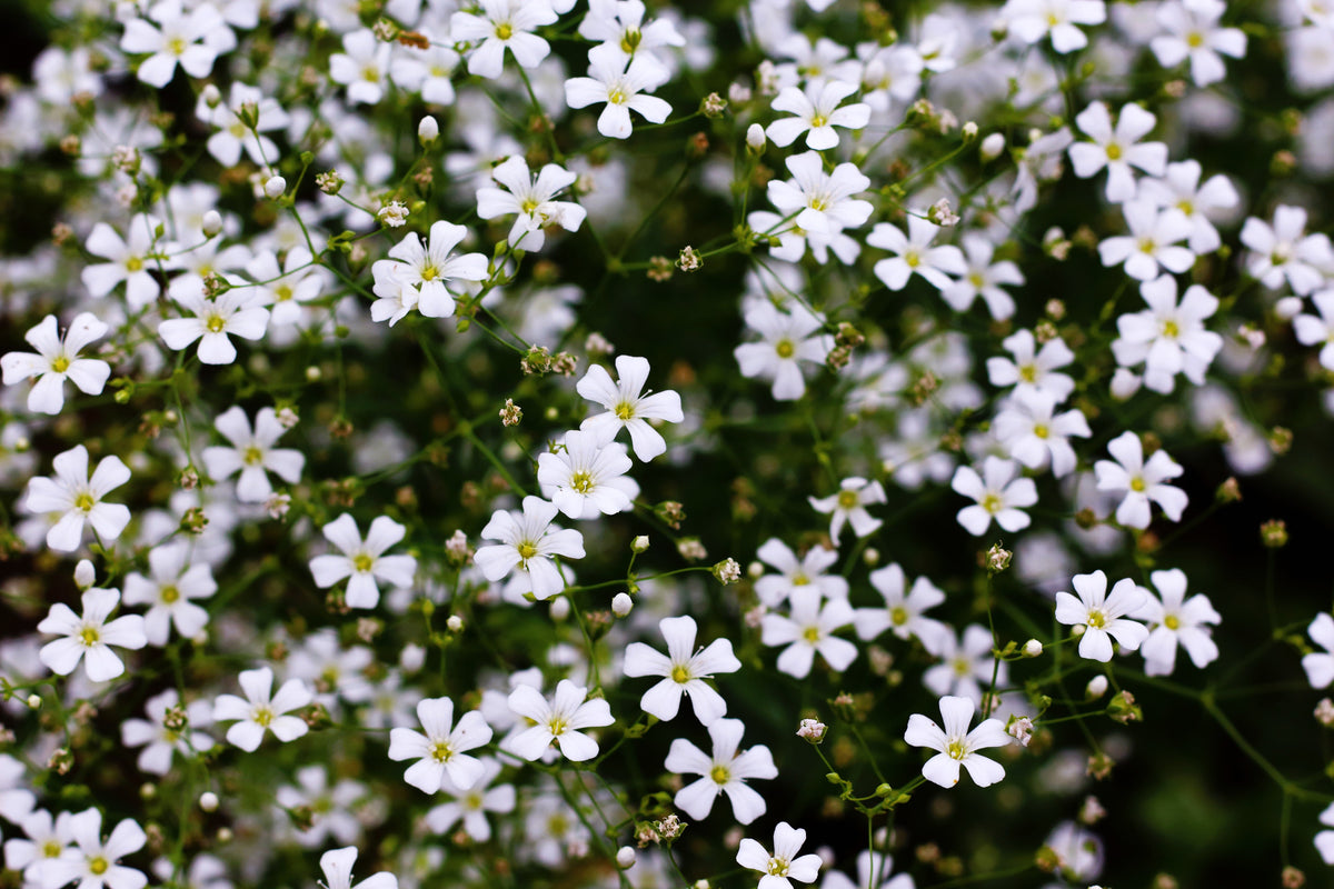 1000 White BABY'S BREATH 'Covent Garden' Gypsophila Elegans Flower Seeds