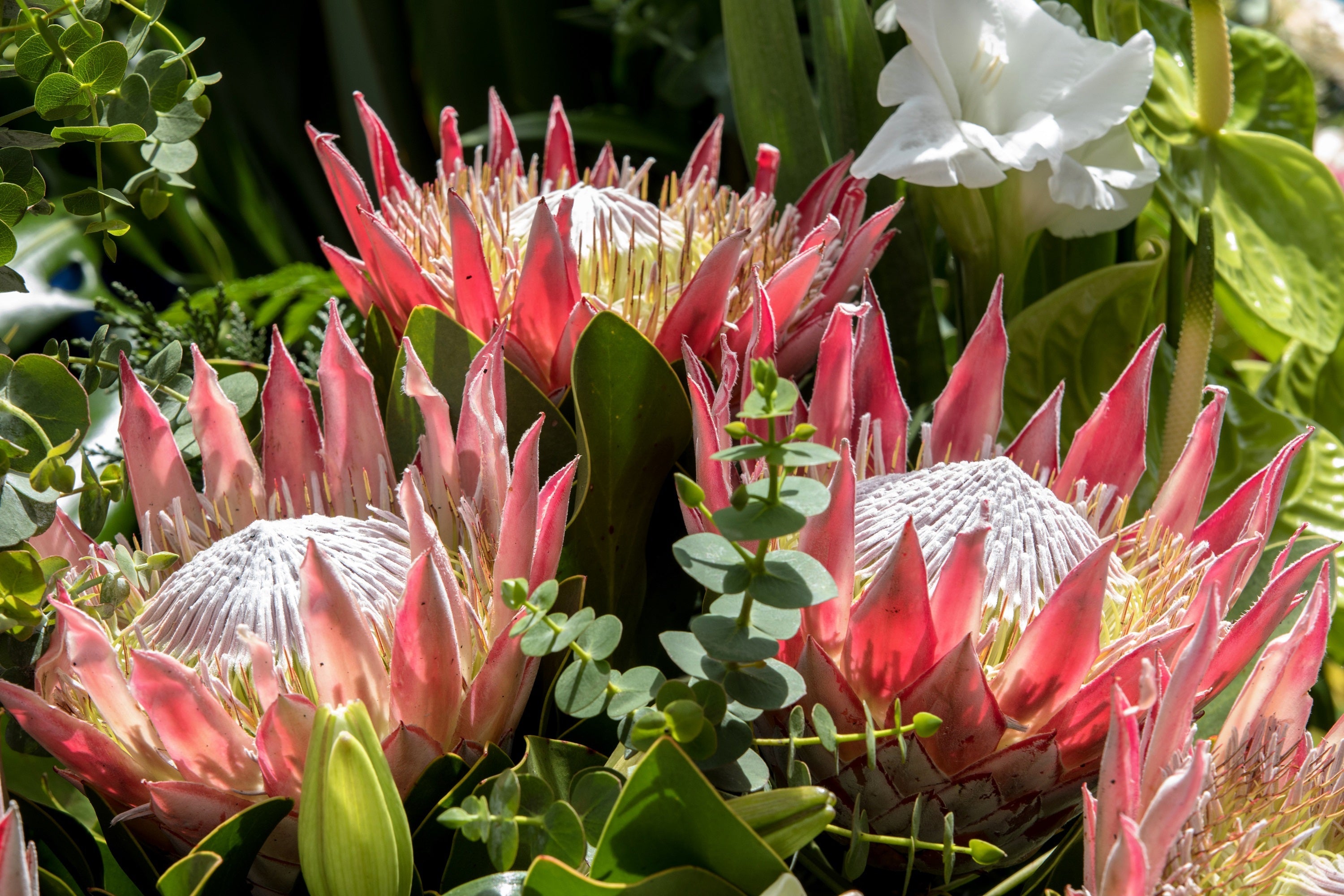 5 Giant KING PROTEA Cynaroides Sugarbush Rare 12" Flower Seeds