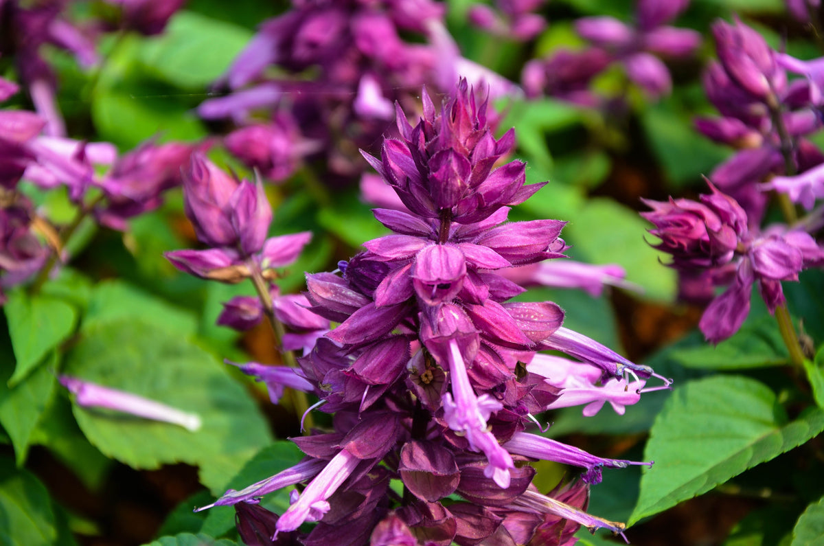 20 BRIGHT PURPLE SALVIA Splendens Scarlet Sage Flower Seeds