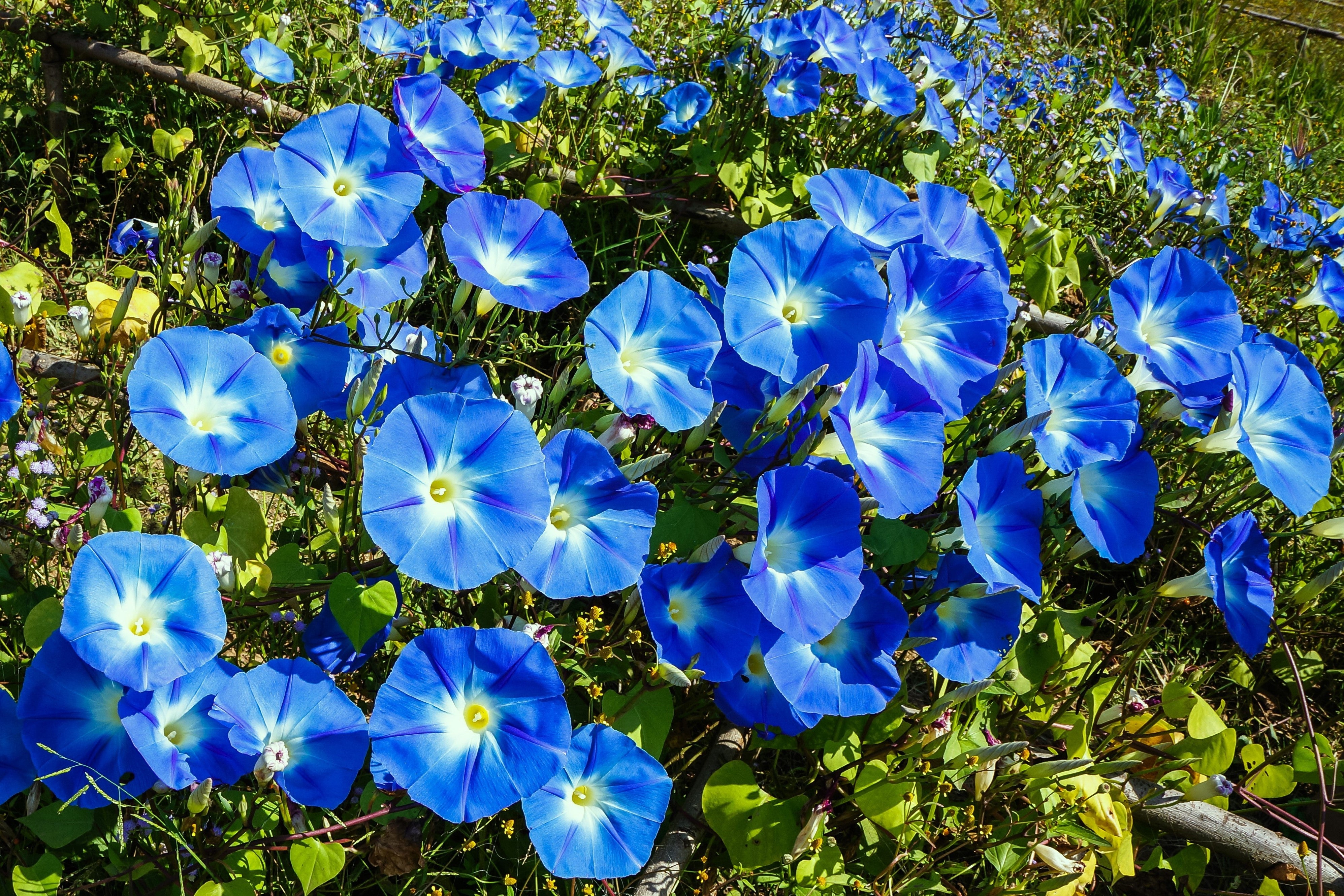 50 Heavenly BLUE MORNING GLORY Ipomoea Tricolor Vine Flower Seeds