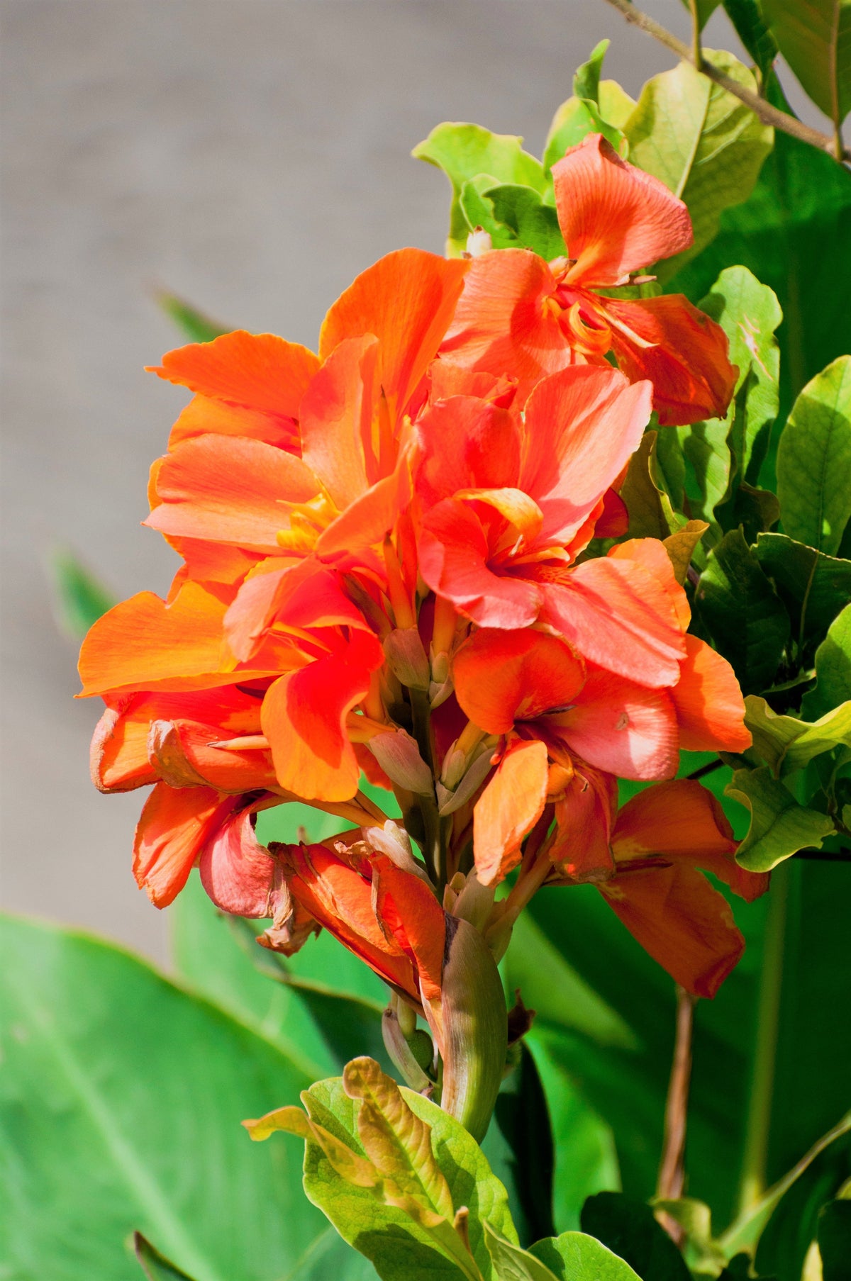 5 ORANGE CANNA LILY Indian Shot Arrowroot Canna Indica Flower Seeds