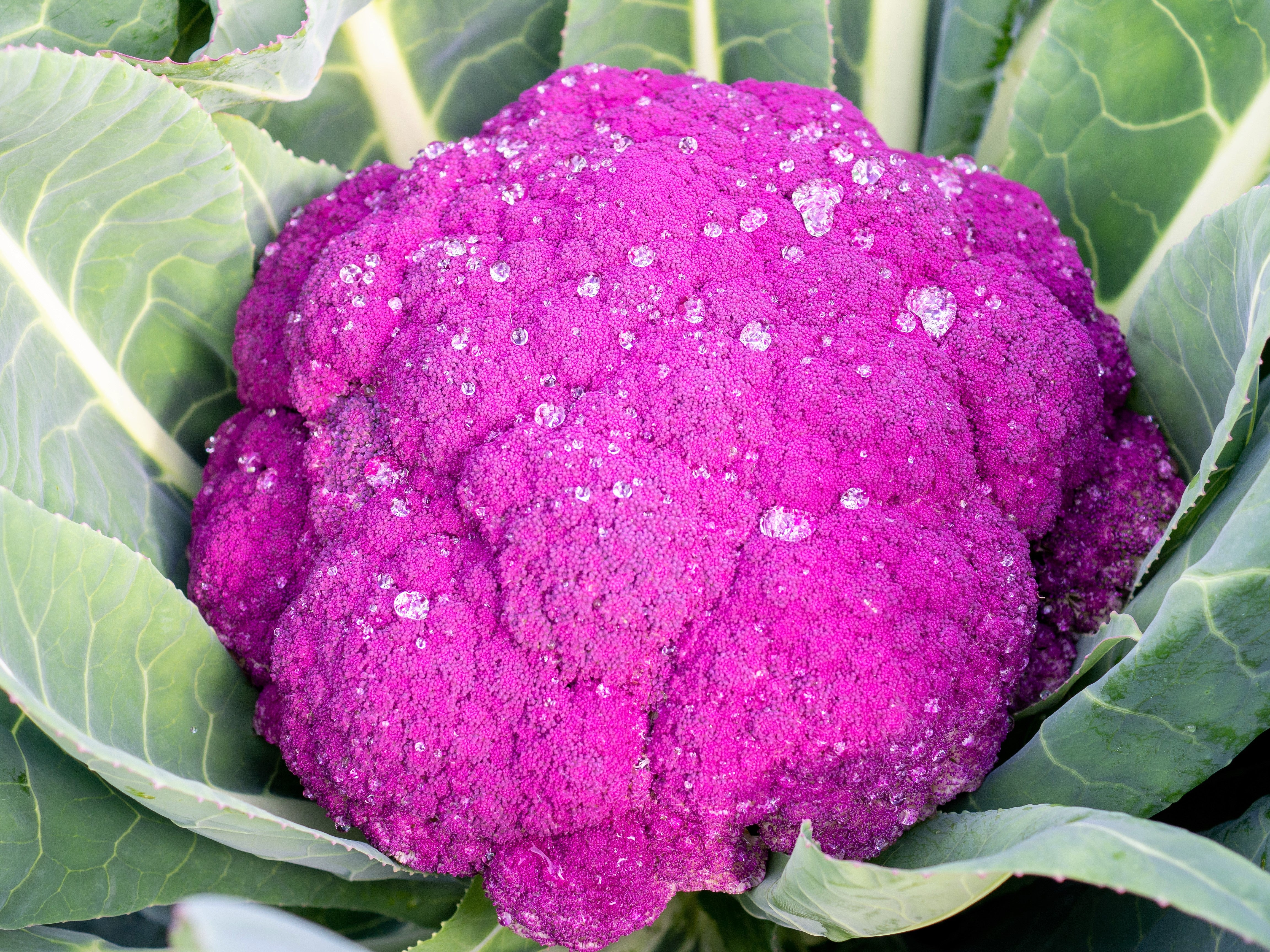 25 PURPLE CAULIFLOWER Violet Queen Brassica Oleracea Botrytis Vegetable Seeds
