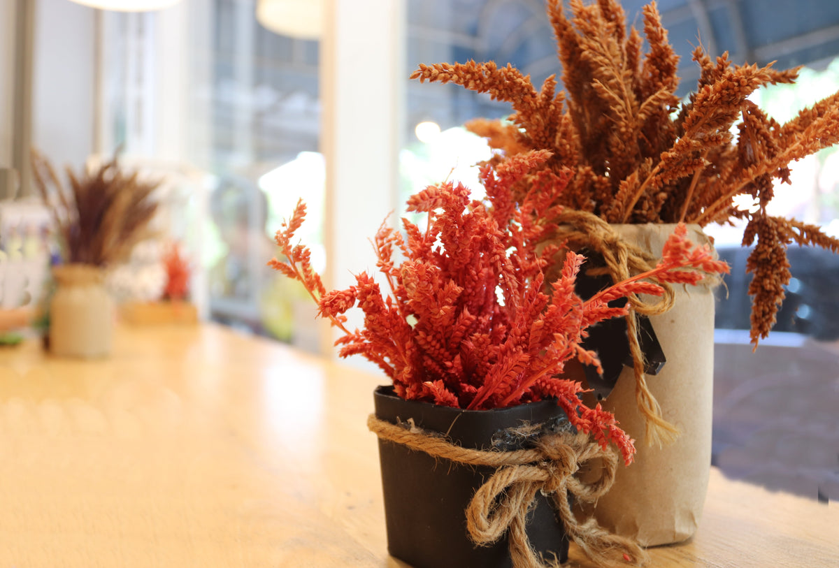 100 Pastel AUTUMNS TOUCH AMARANTHUS Cruentus Bronze Coral Apricot Flower Seeds