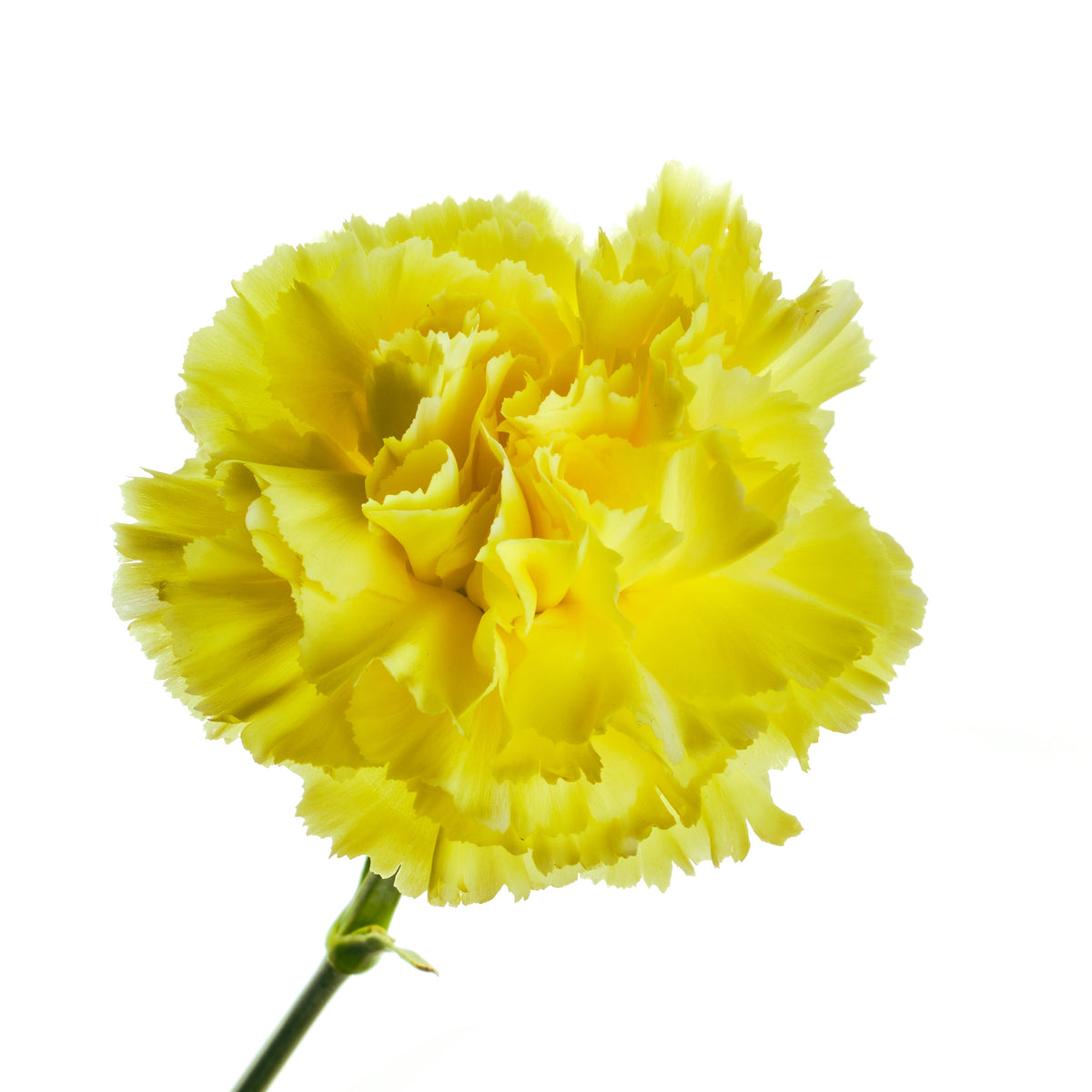 50 YELLOW CARNATION Dianthus Caryophyllus Grenadin Double Flower Seeds