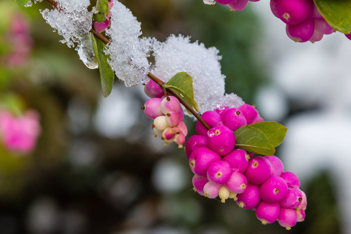 25 CORALBERRY Shrub Flower Pink Indian Currant Symphoricarpos Orbiculatus Seeds