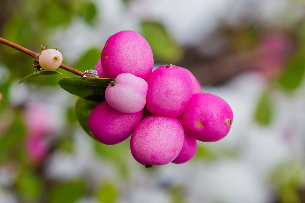 25 CORALBERRY Shrub Flower Pink Indian Currant Symphoricarpos Orbiculatus Seeds