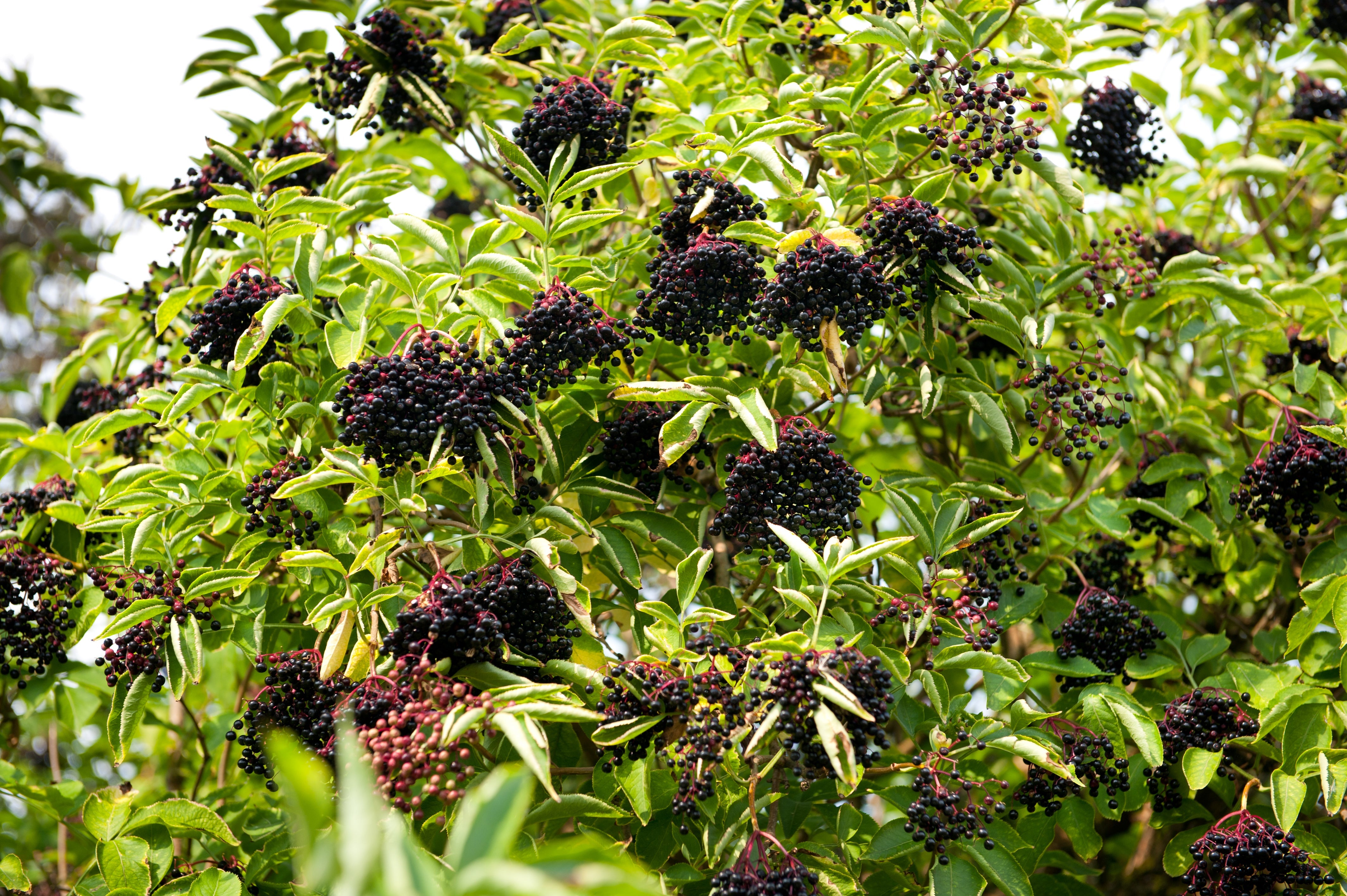 500 BULK American ELDERBERRY Fruit Bush Shrub Tree Sambucus Nigra Canadensis Seeds