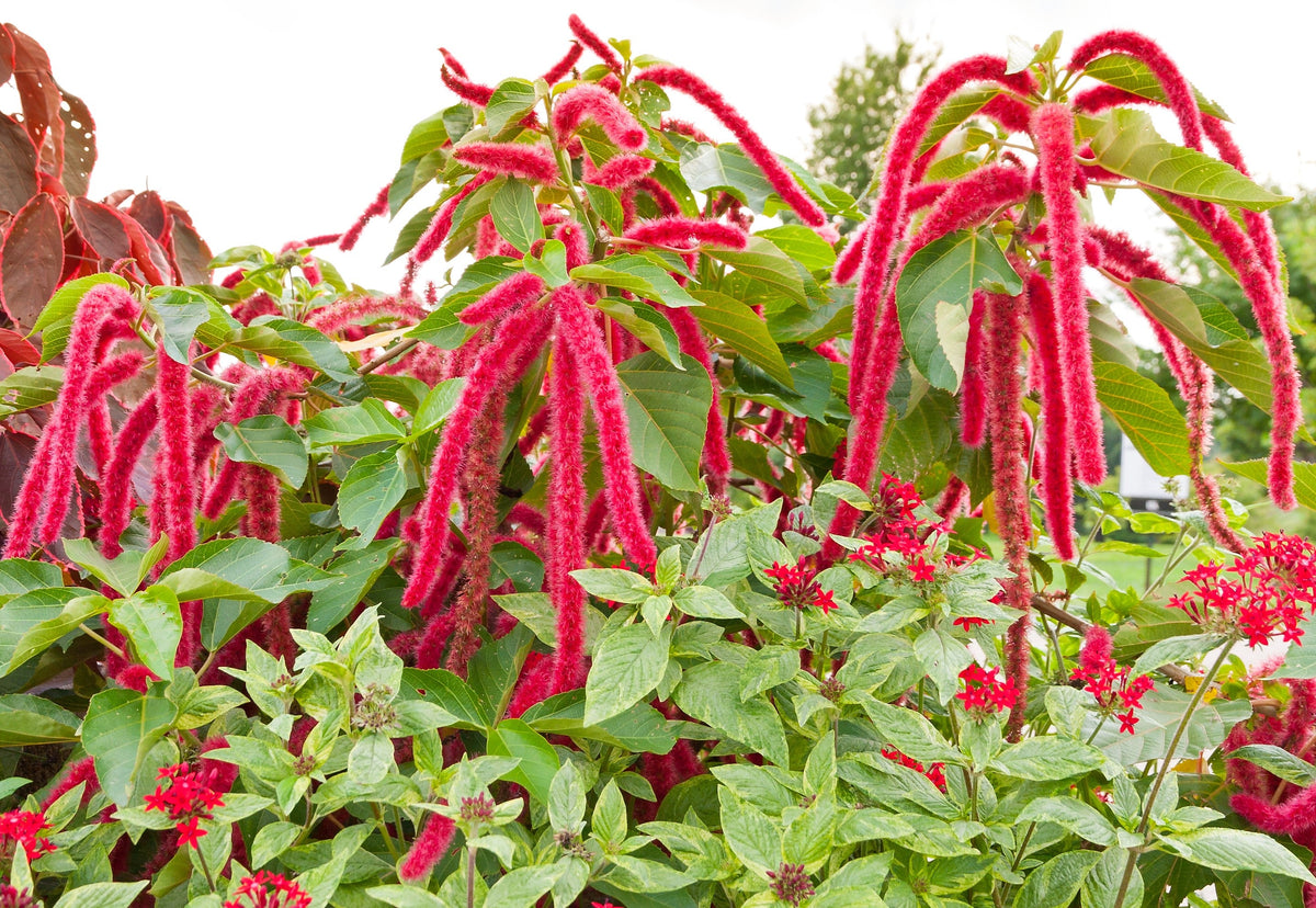 500 LOVE LIES BLEEDING Amaranthus Caudatus (Kiss Me Over The Garden Gate) Flower Seeds