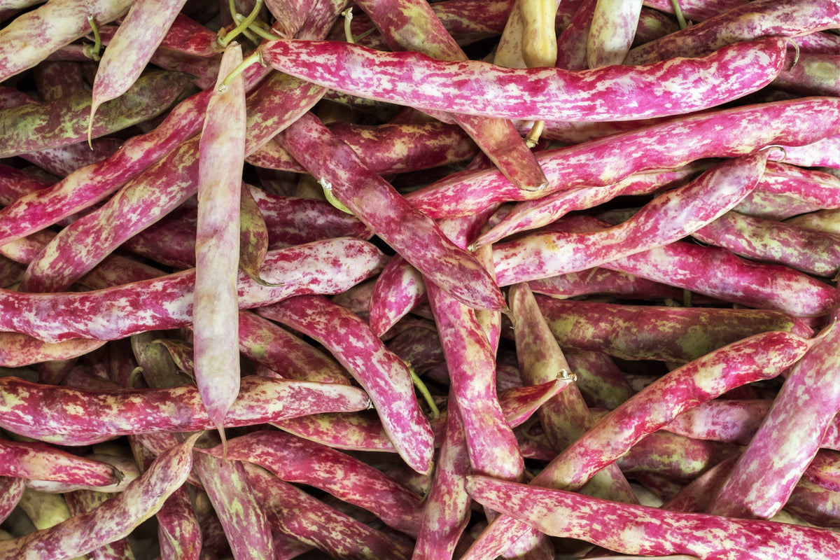 25 DWARF HORTICULTURE BEAN Taylor Long French Phaseolus Vulgaris Vegetable Seeds