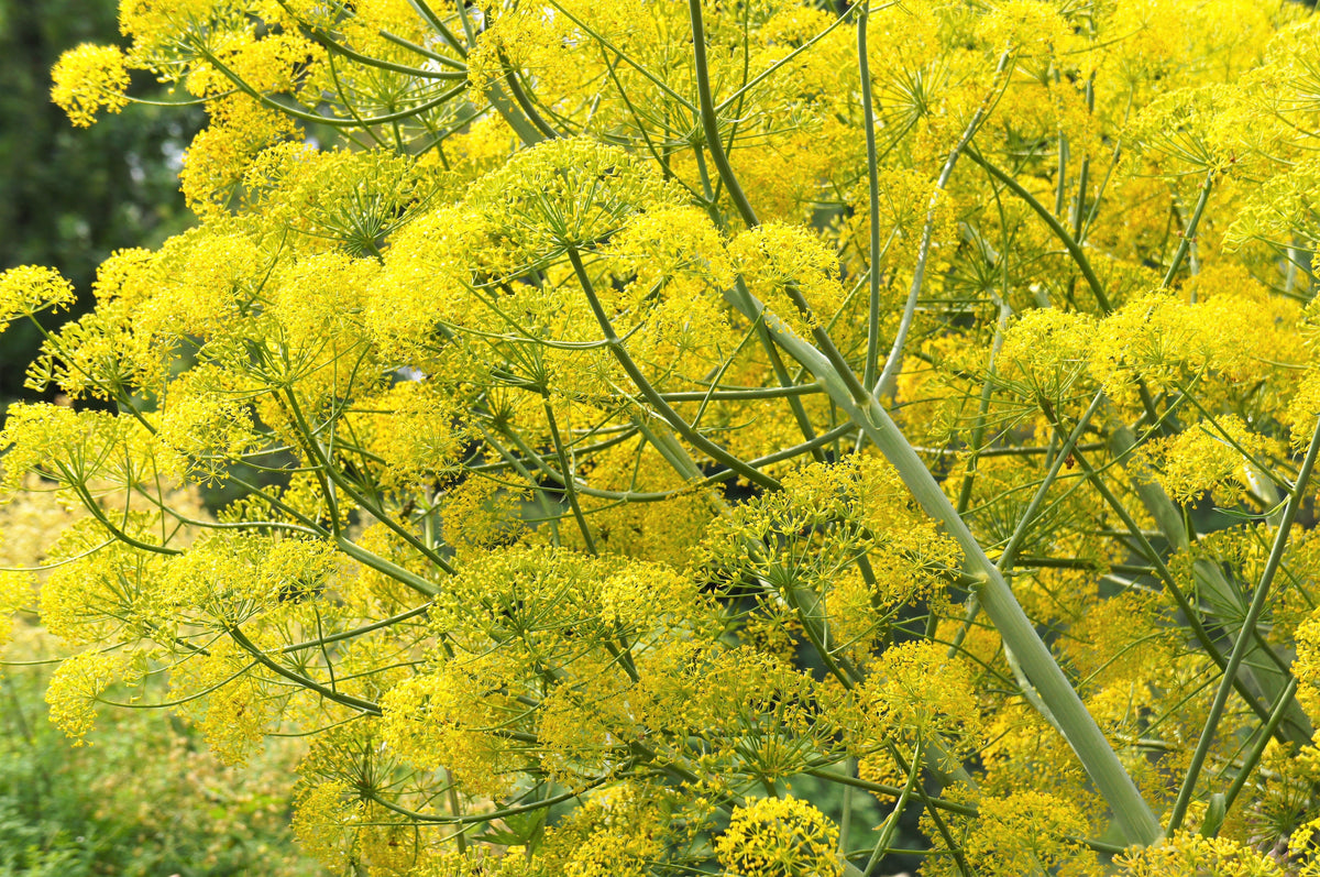 15 GIANT FENNEL Ferula Communis Gigantea Yellow Flower Herb Seeds