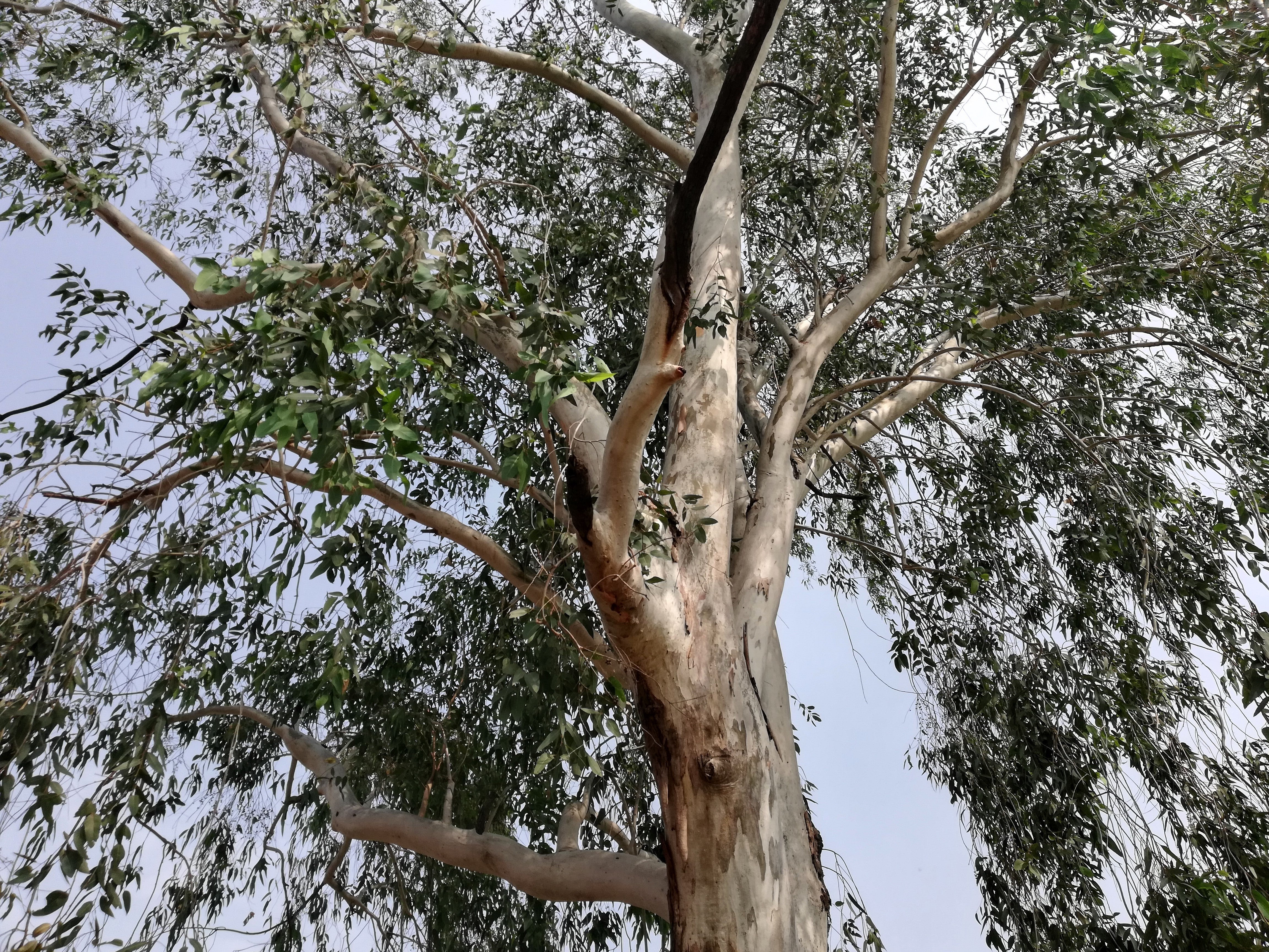 25 RED FOREST GUM Tree Eucalyptus Tereticornis Blue Grey Mountain Flower Seeds