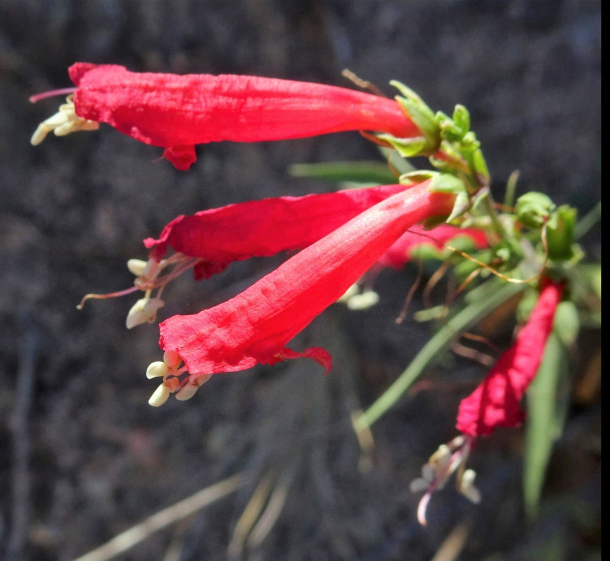 150 Eatons RED FIRECRACKER PENSTEMON Eatonii Native Hummingbird Flower Seeds