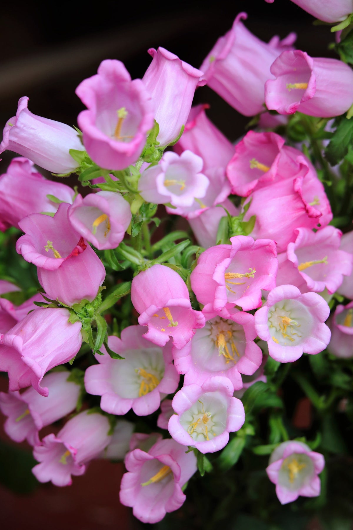 200 Rose Pink CANTERBURY BELLS - CAMPANULA Medium Flower Seeds