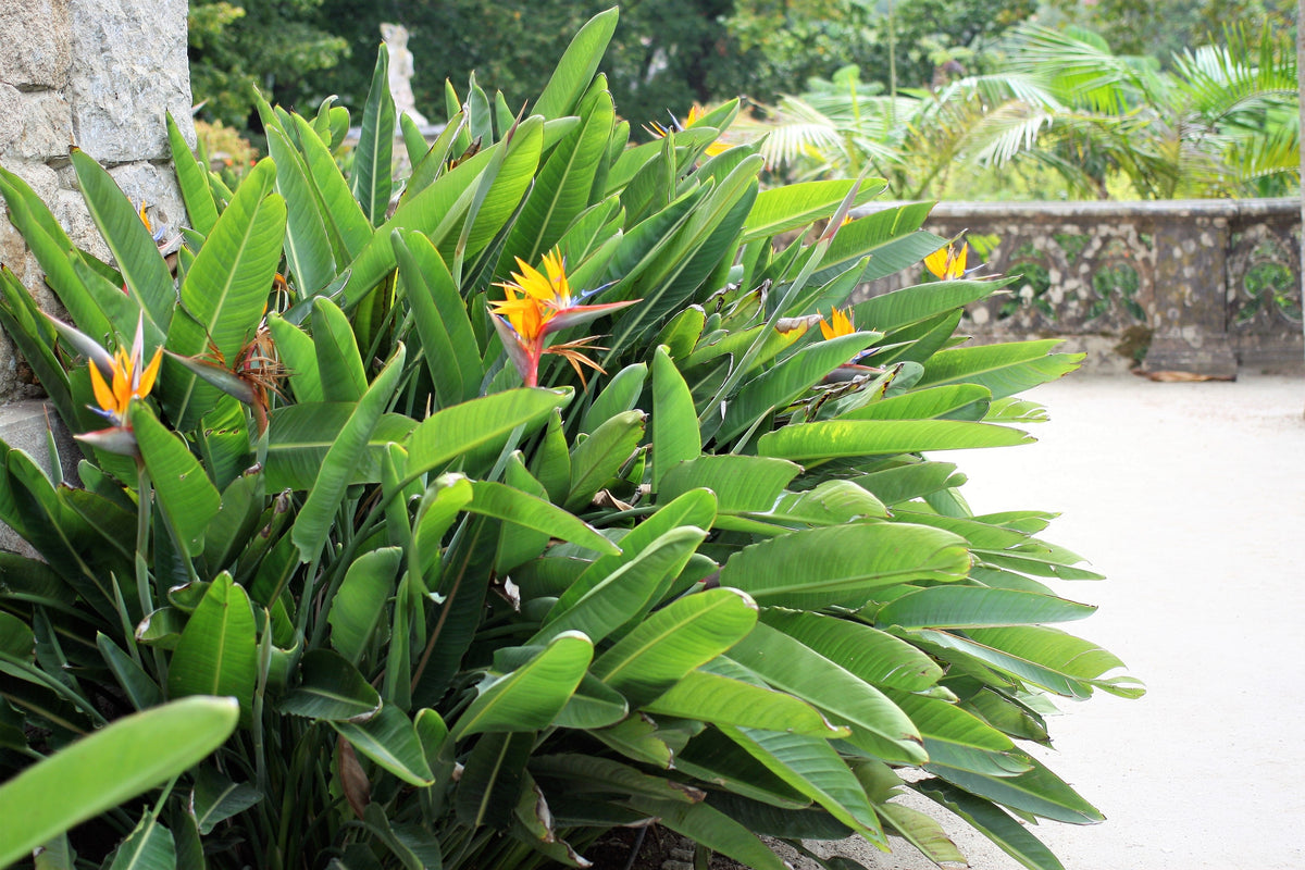 5 TROPICAL BIRD OF PARADISE Strelitzia Reginae Crane Flower Houseplant Seeds
