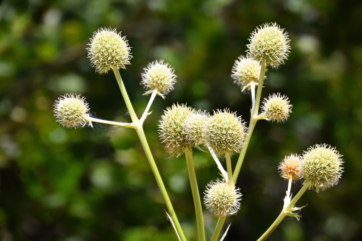 200 RATTLESNAKE MASTER / Button Snakeroot  Eryngium Yuccifolium Flower Seeds