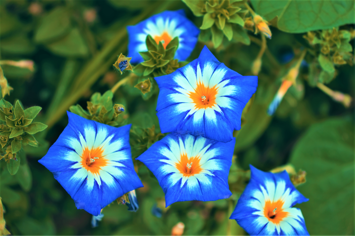 40 Dwarf BLUE FLASH MORNING GLORY Convolvulus Tricolor Violet Blue White & Yellow Flower Vine Seeds