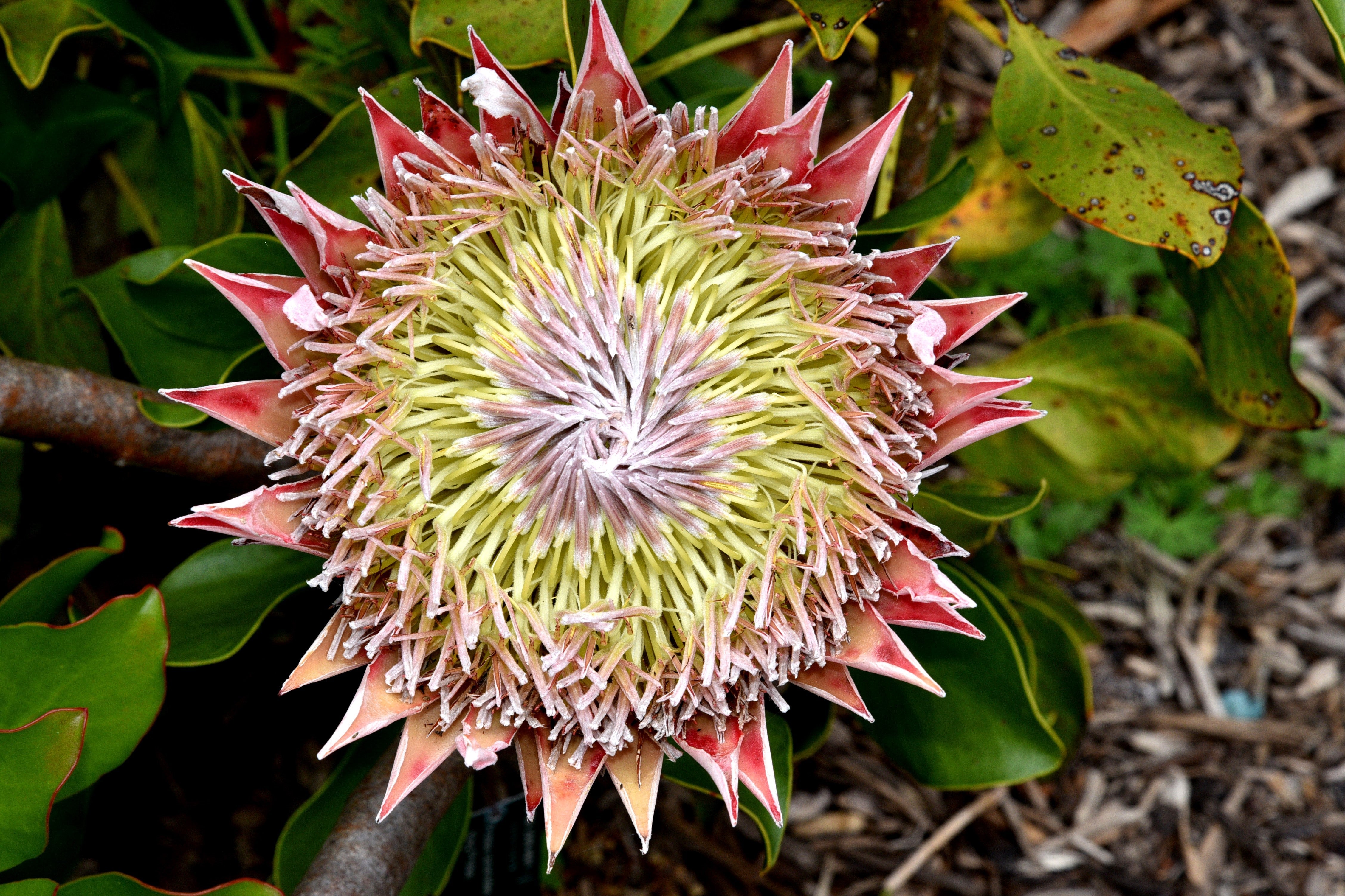 5 Giant KING PROTEA Cynaroides Sugarbush Rare 12" Flower Seeds