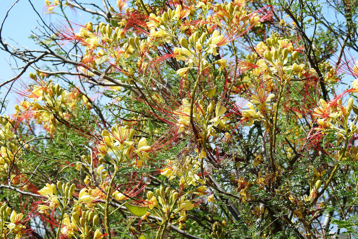 5 DESERT BIRD OF PARADISE Shrub Caesalpinia Gilliesii Poinciana Red & Yellow Flower Seeds