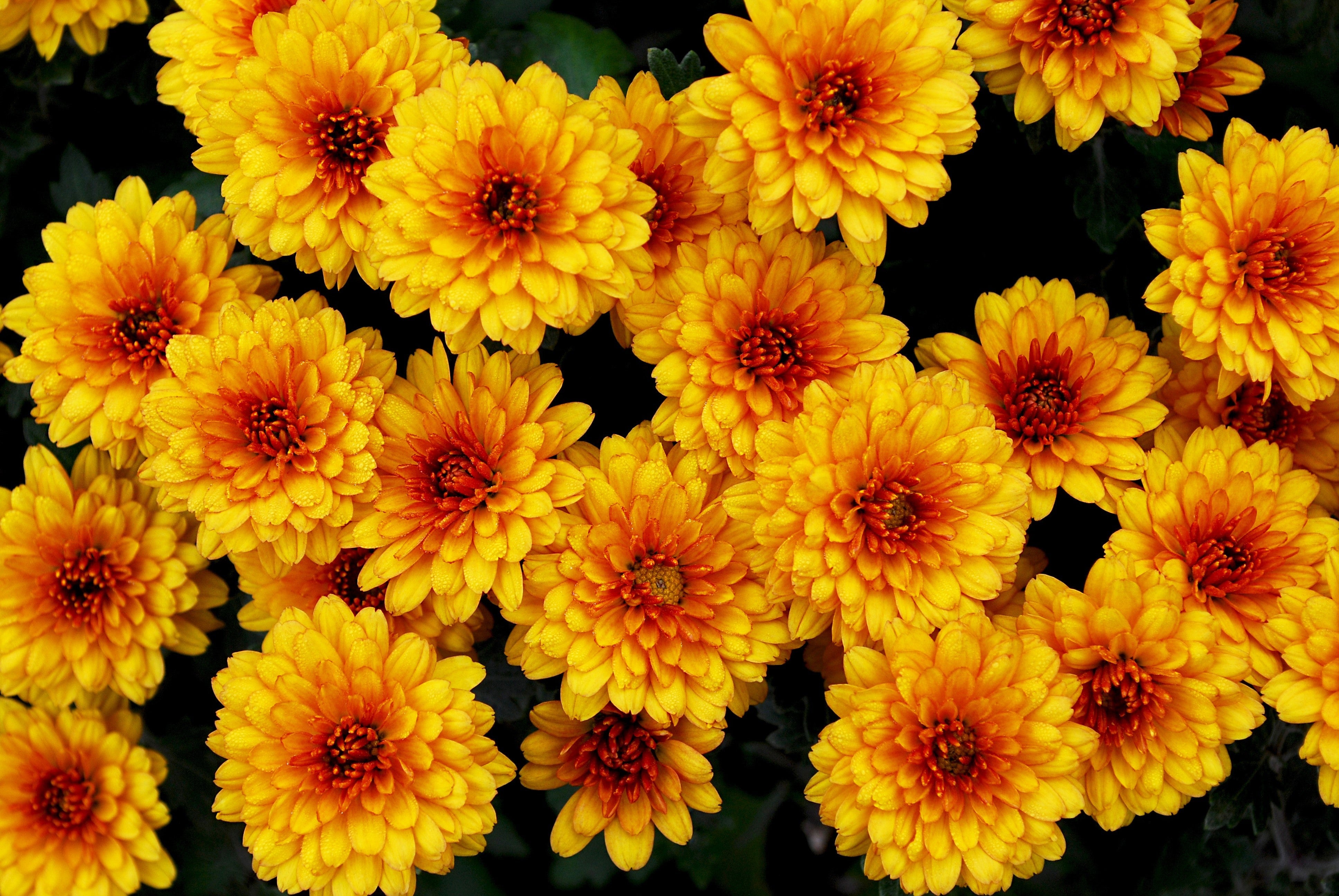 50 Tricolor DOUBLE PAINTED DAISY Chrysanthemum Carinatum Tanacetum Dunetti Mixed Colors Flower Seeds