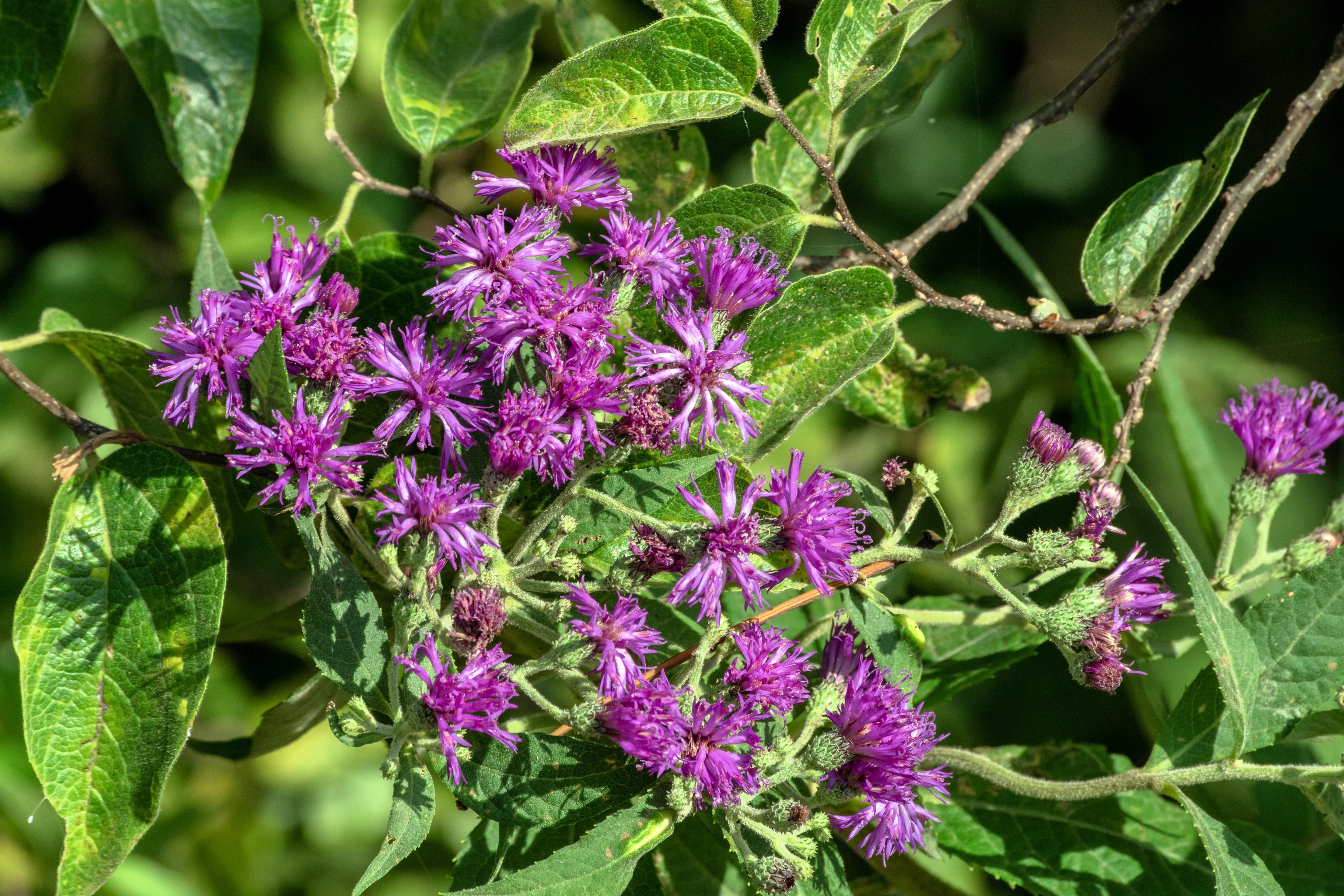 100 MISSOURI IRONWEED Monarch Flower Native Purple Vernonia Missurica Seeds