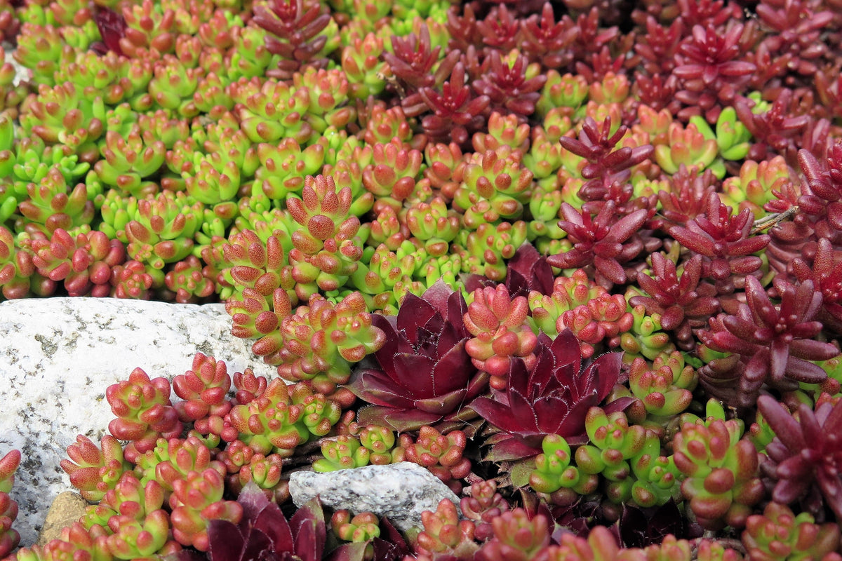 150 MIXED SEDUM Stonecrop Succulent Groundcover Red White Yellow Pink Purple Flower Seeds