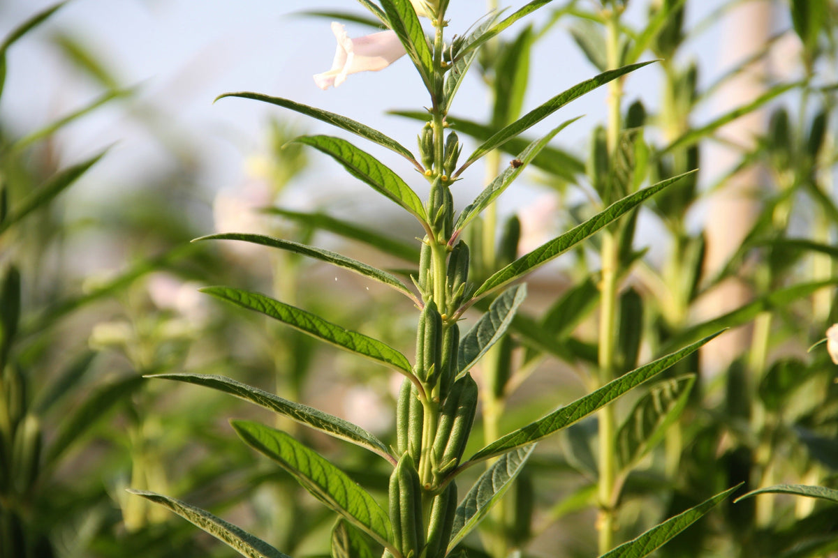 1500 Organic SESAME SEED Sesamum Indicum White Flower Vegetable Bread Seeds