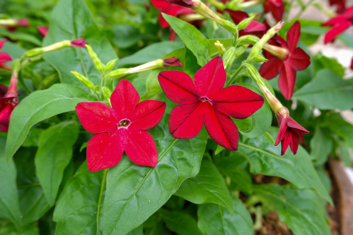 100 Red CRIMSON KING NICOTIANA (Ornamental Flowering Tobacco) Nicotiana Affinis Flower Seeds