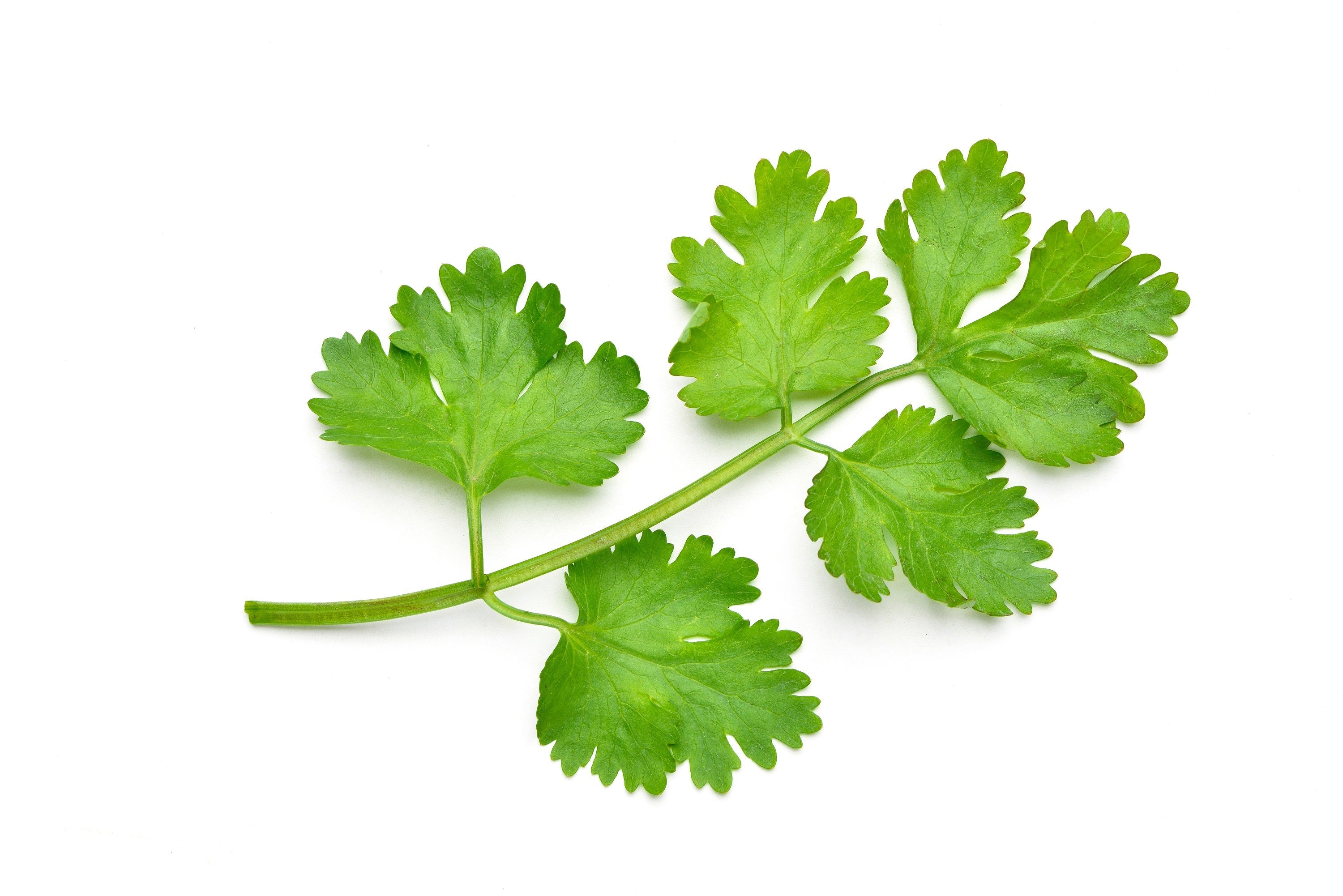 1000 CILANTRO / CORRIANDER / Chinese PARSLEY Coriandrum Sativum Herb Flower Seeds