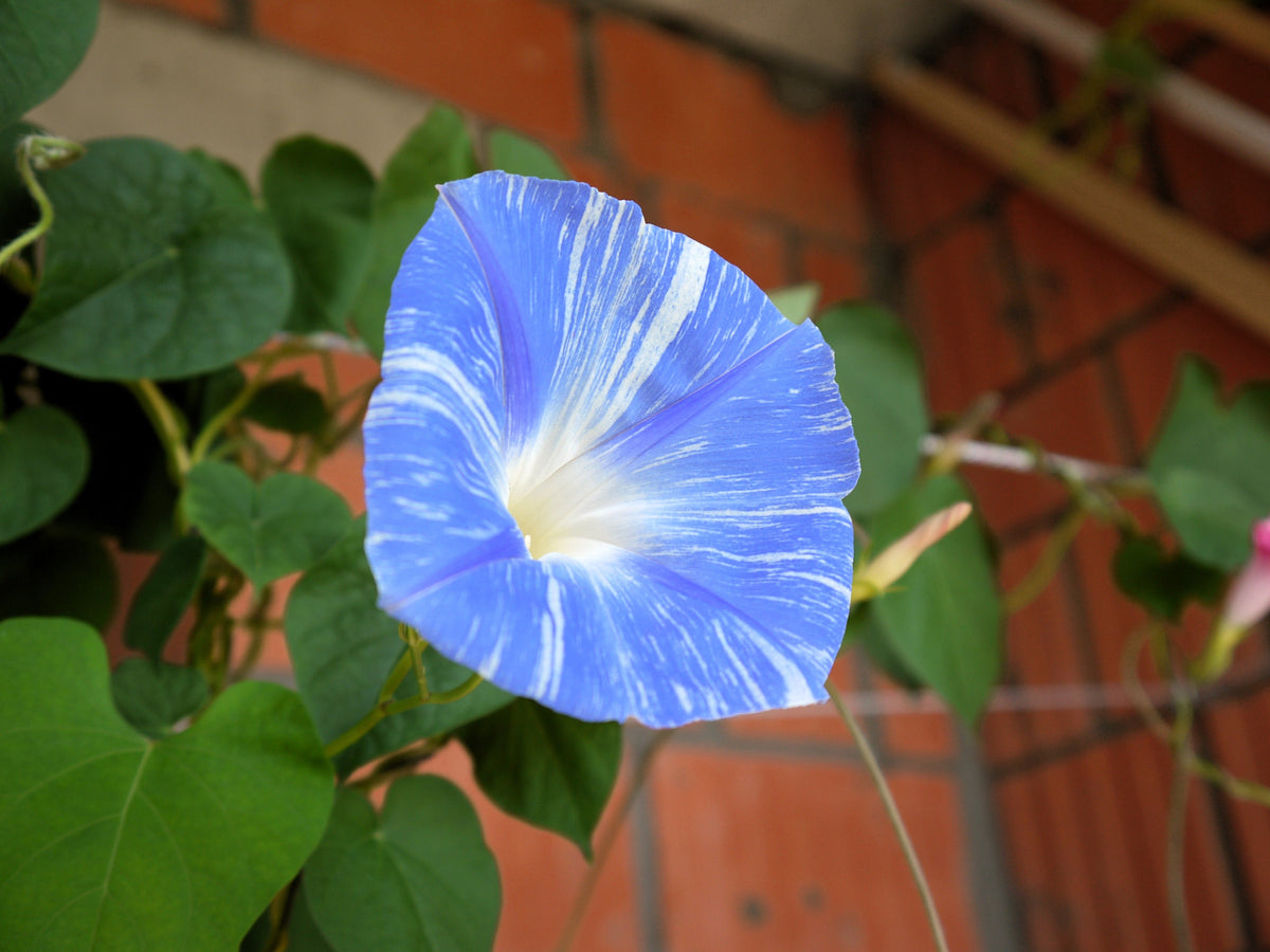 50 Blue & White FLYING Saucers MORNING GLORY Flower Vine Ipomoea Purpurea Seeds