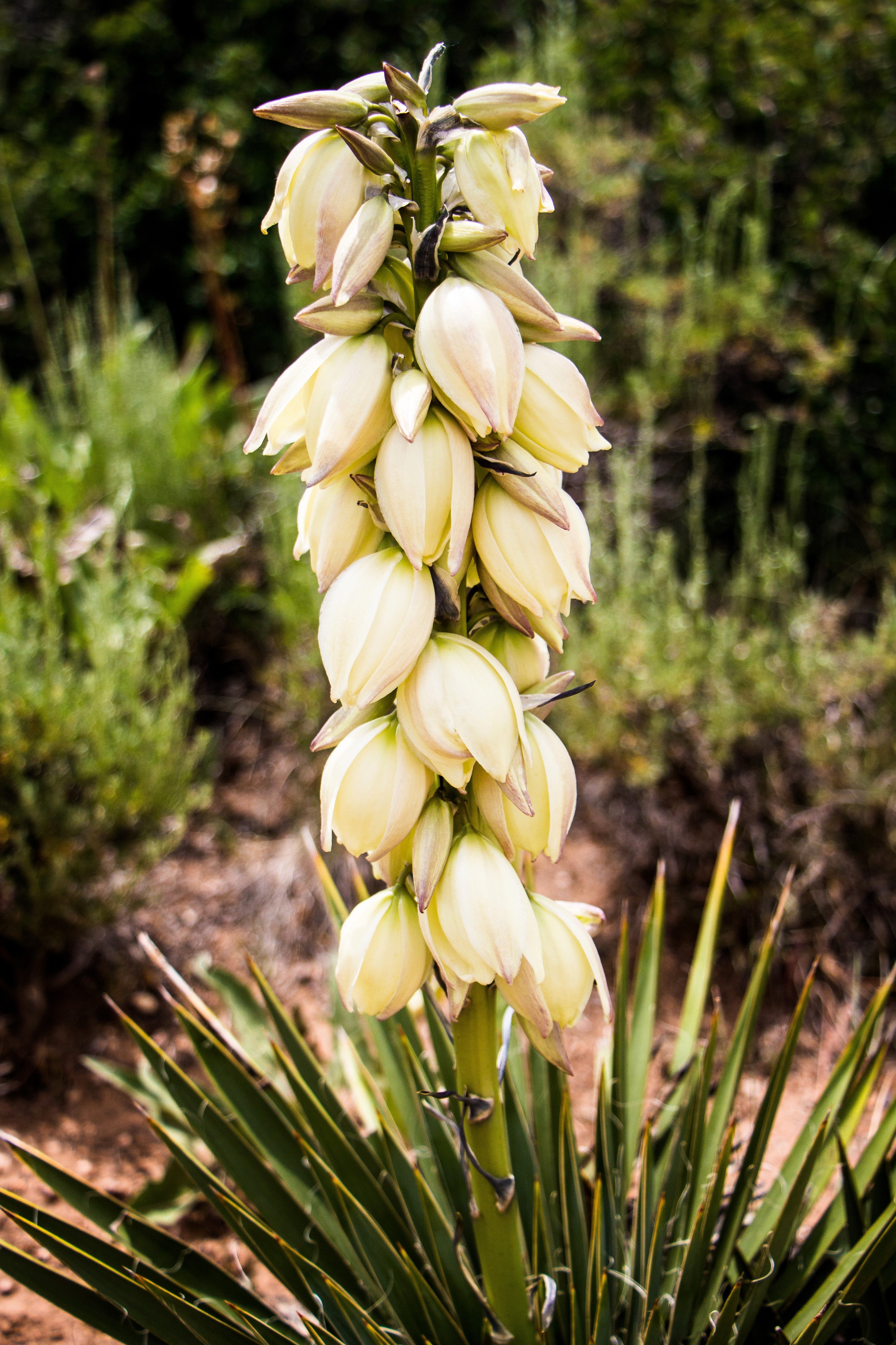 100 YUCCA (Soapweed / Soapwell / Beargrass / Great Plains Yucca) Yucca Glauca Flower Seeds