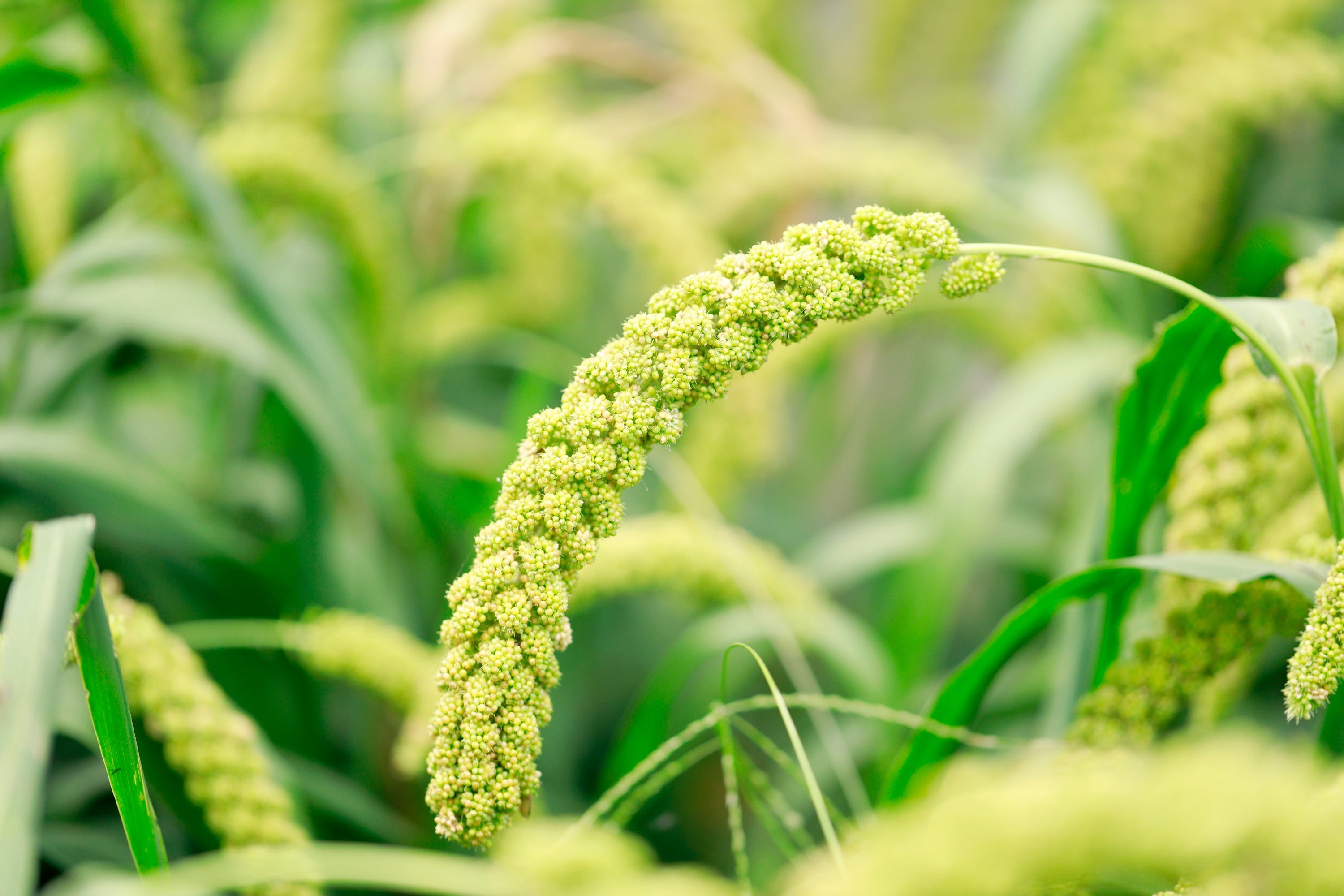 50 LIMELIGHT SPRAY MILLET Light Lime Green Flower Setaria Italica Grass Seeds