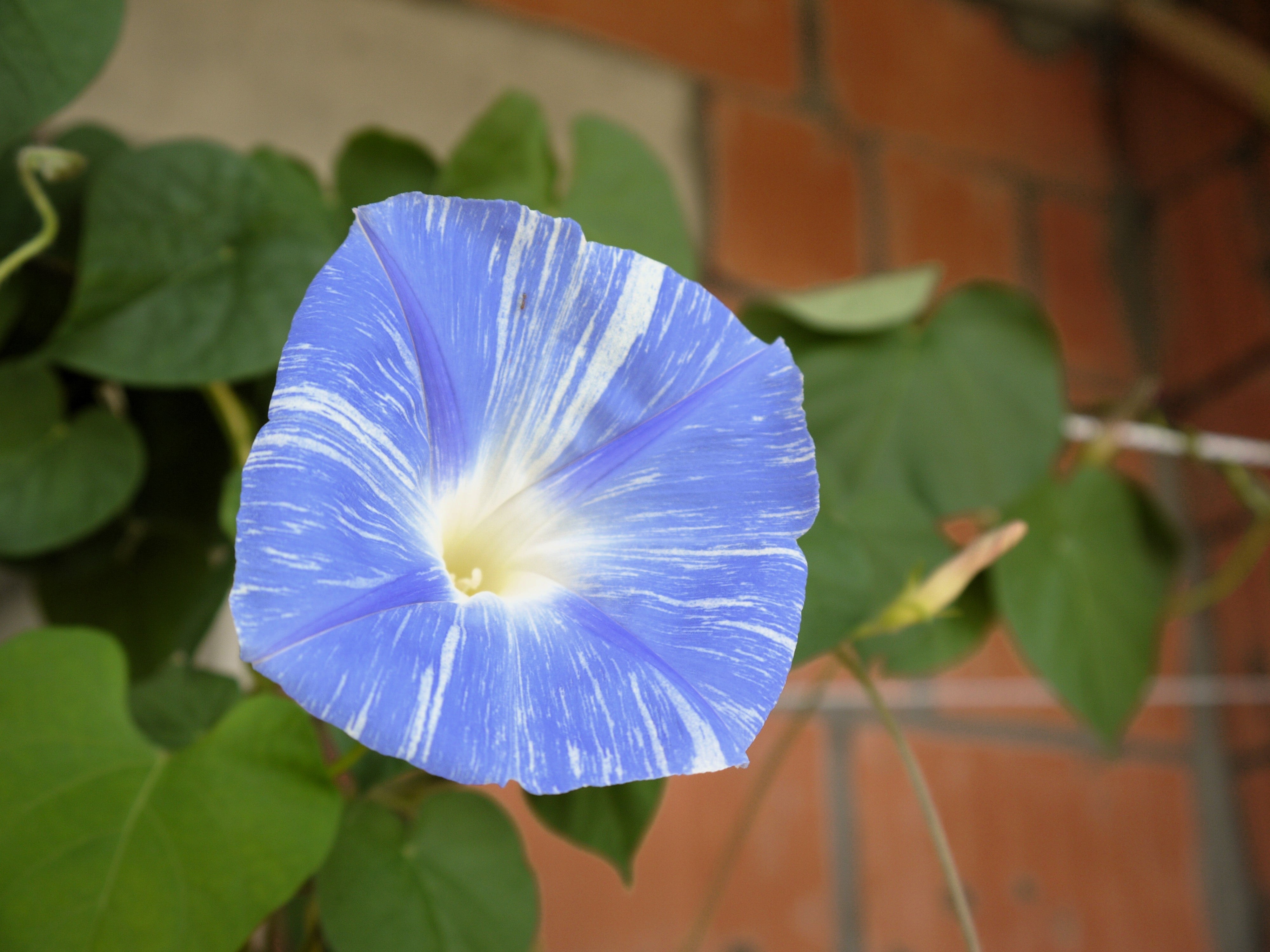 50 Blue & White FLYING Saucers MORNING GLORY Flower Vine Ipomoea Purpurea Seeds