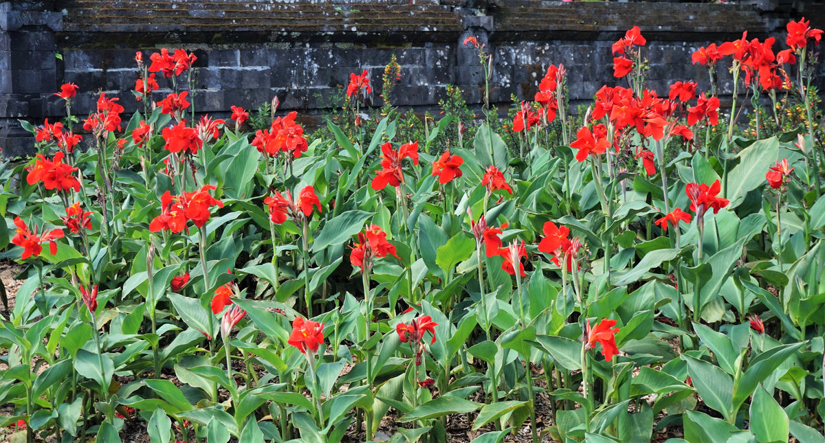 5 RED CANNA LILY Indian Shot Canna Indica Flower Seeds
