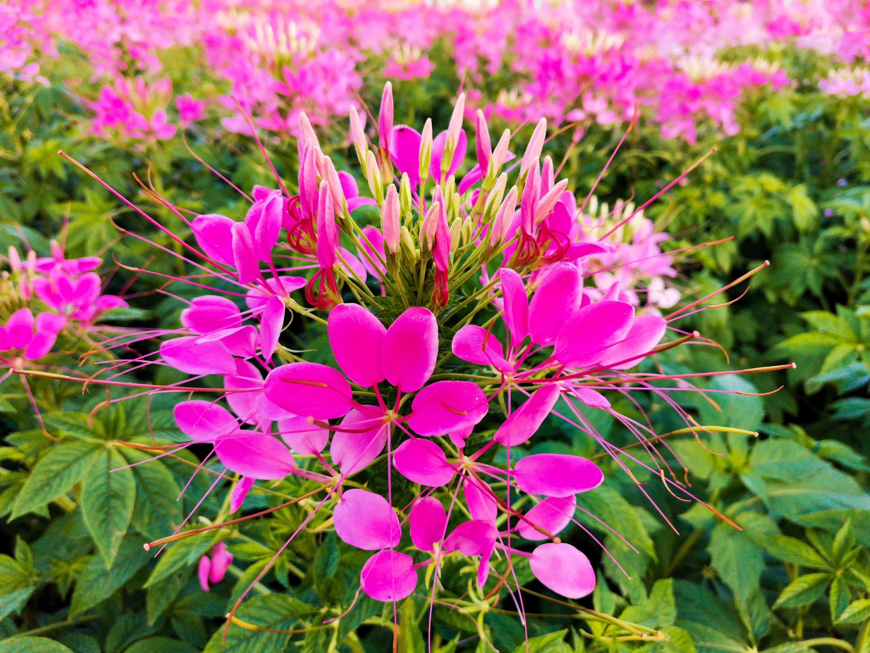 200 CHERRY QUEEN CLEOME Spinosa Hassleriana Carmine Rose Spider Flower Seeds