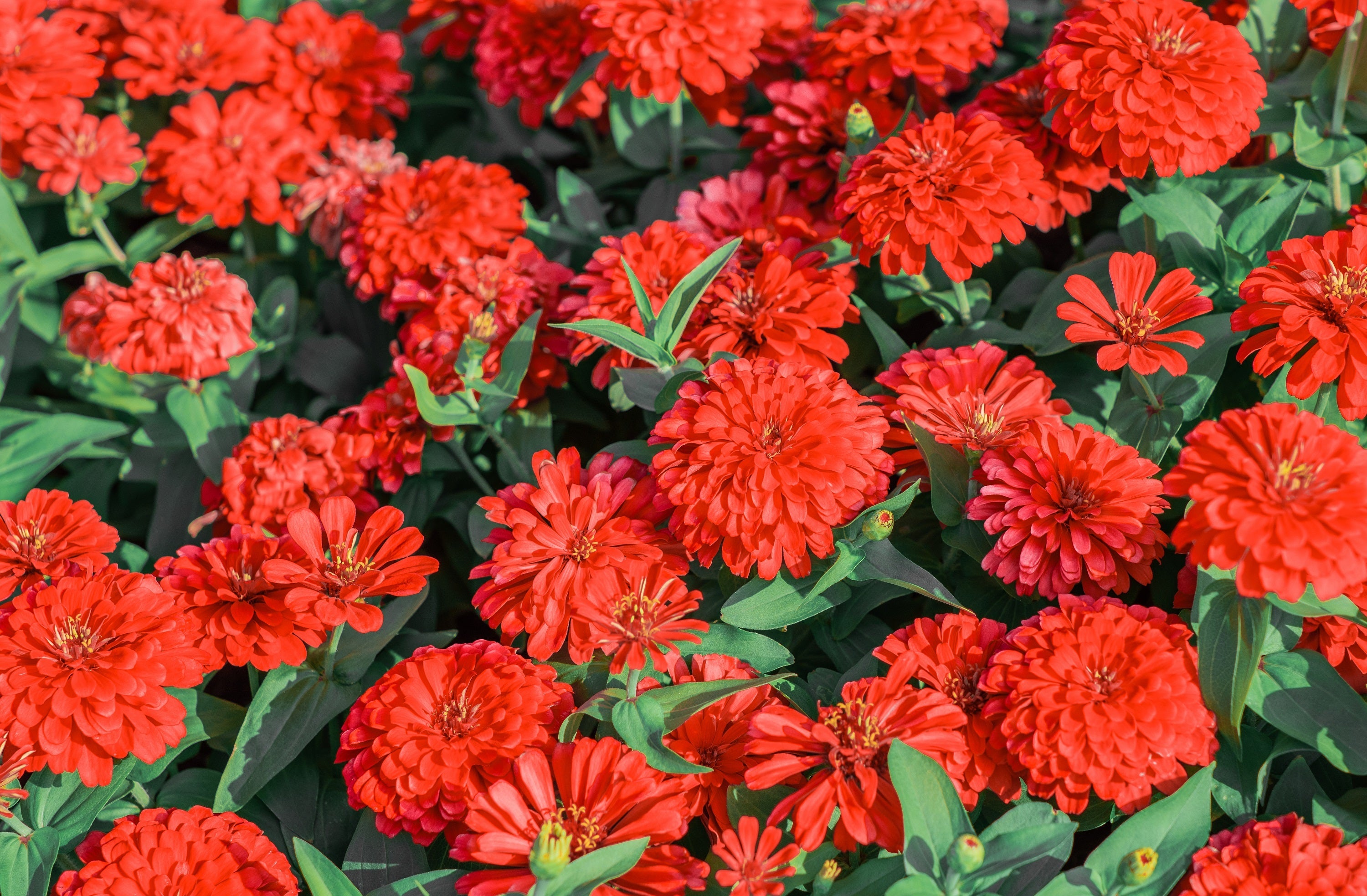 250 Red CHERRY QUEEN ZINNIA Elegans Flower Seeds
