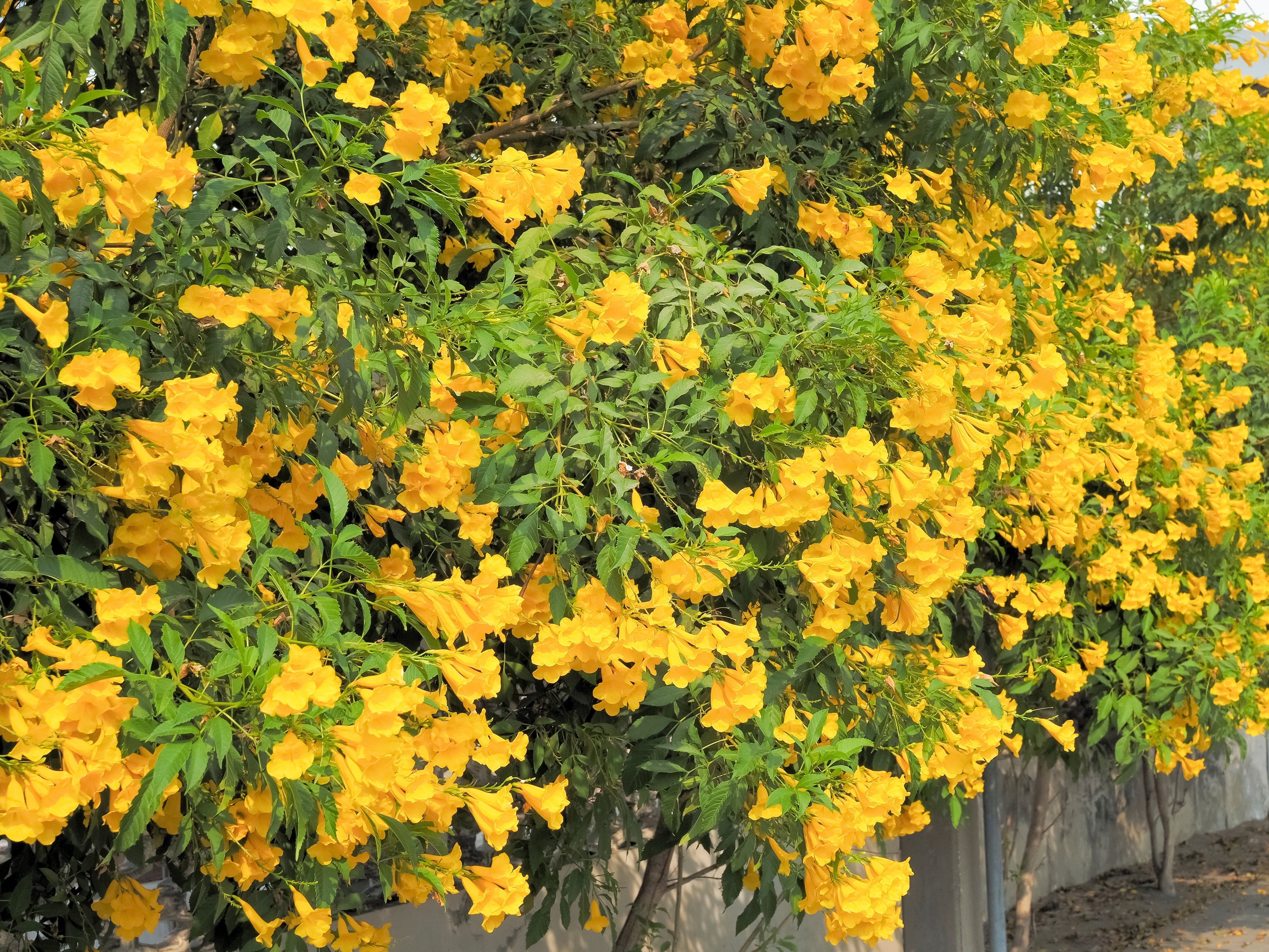 10 TECOMA STANS (Yellow Trumpetbush / Yellow Bells / Yellow Elder / Esperanza) Flower Shrub Bush Seeds