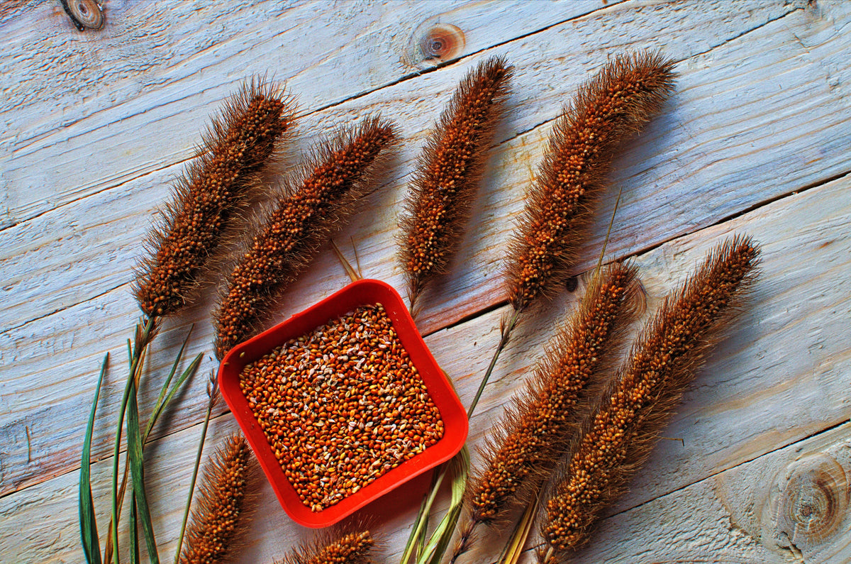 25 RED JEWEL MILLET Setaria Italica Ornamental Grass Flower Seeds