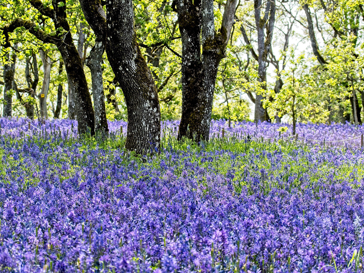 100 PERENNIAL LUPINE Blue Violet Lupinus Perennis Wild Lupine Sundial Purple Native Hummingbird Flower Seeds