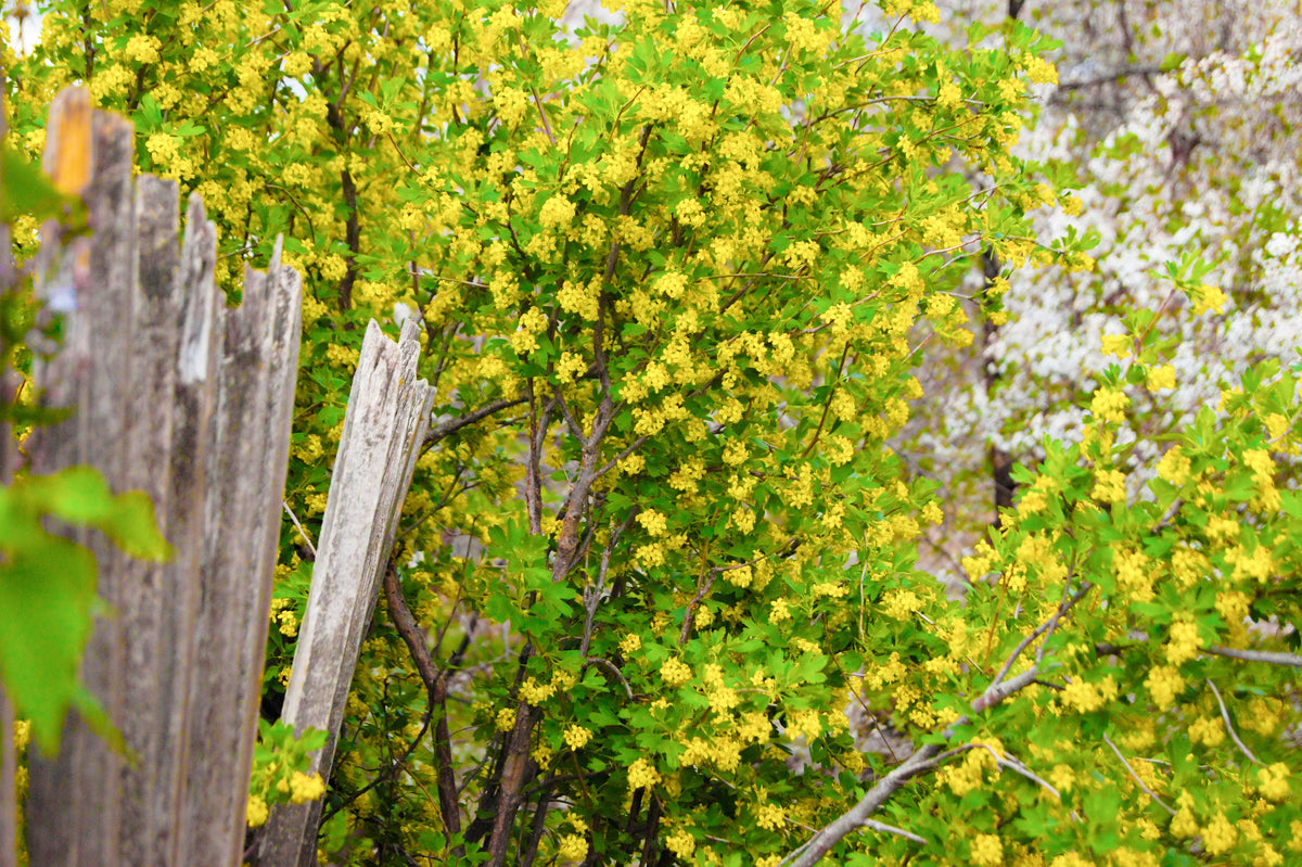 20 GOLDEN CURRANT SHRUB Black Fruit Yellow Flower Ribes Chrysobotrya Aurea Seeds